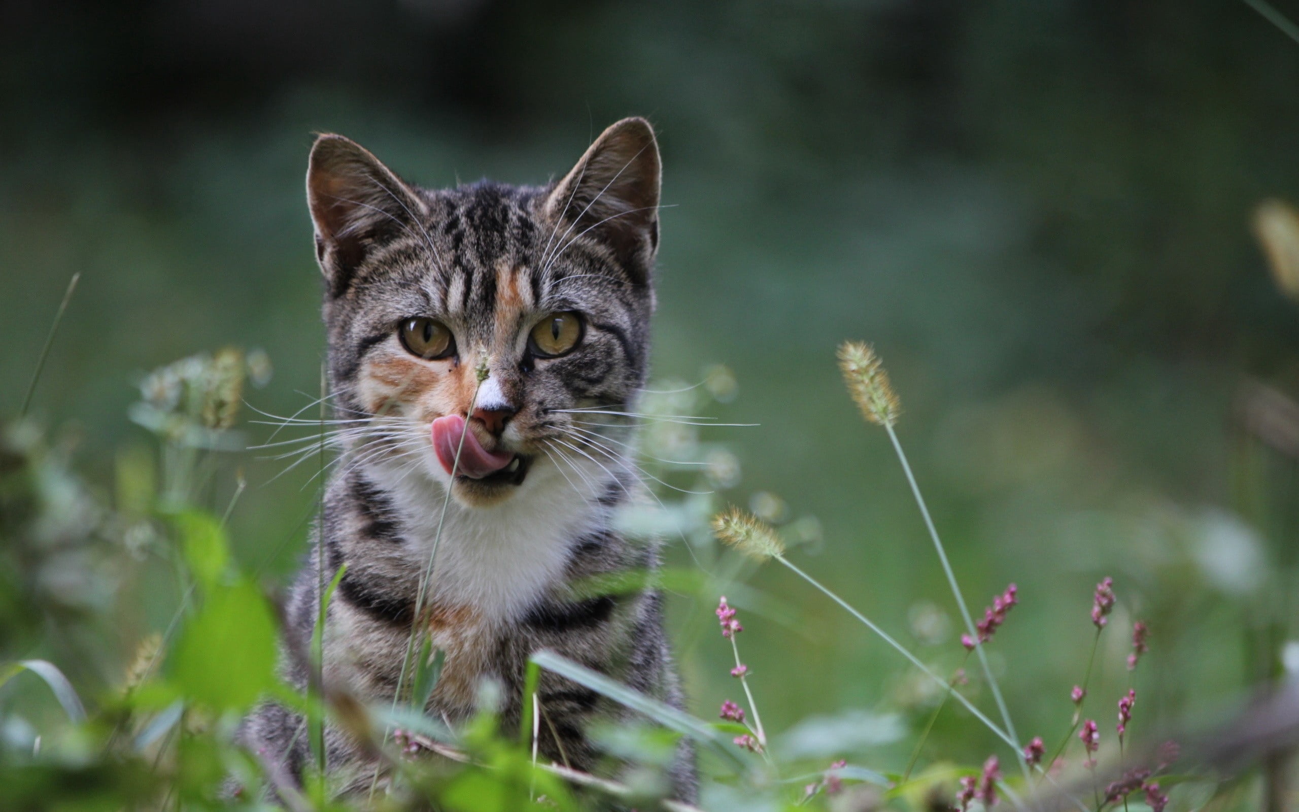 outdoors, striped, beauty In Nature, vertebrate, no people, feline, tabby, domestic Animals, fluffy, animal themes, attention, field, close-up, staring, HD Wallpaper