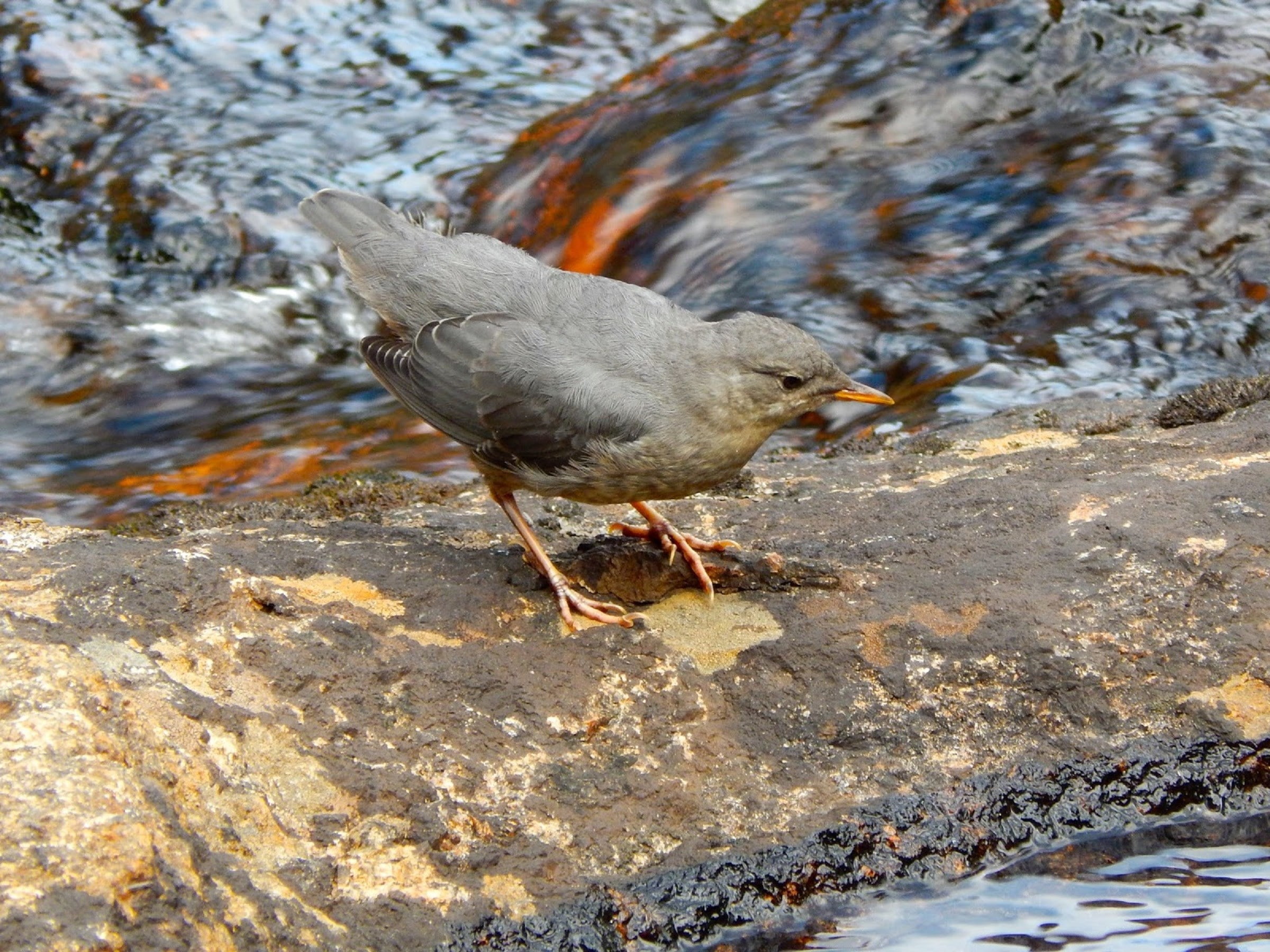 1080P, dipper, HD Wallpaper