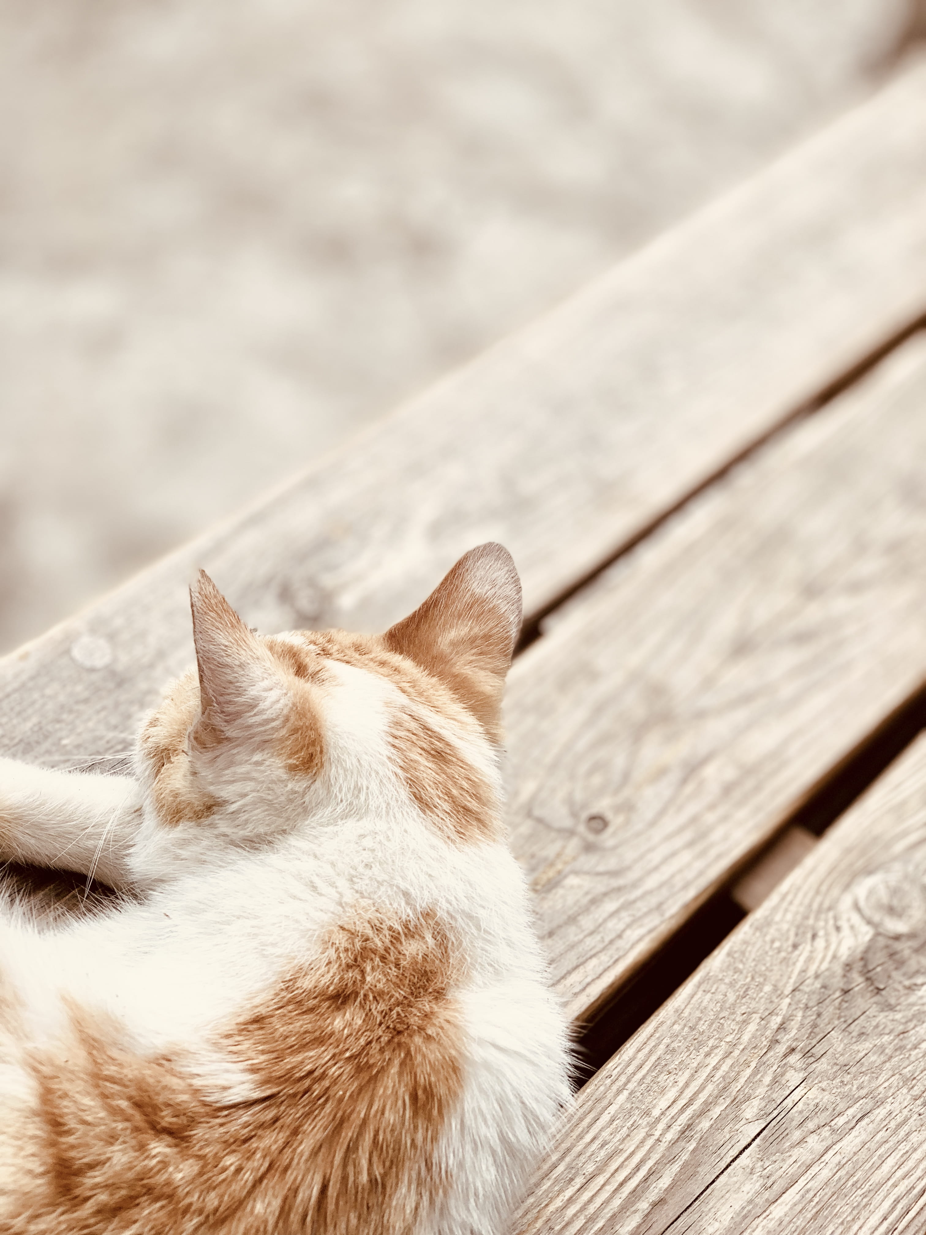 whisker, vertebrate, south korea, cat, high angle view, domestic cat, jeju, wood - material, animal head, mammal, relaxation, no people, 4K, pets, feline, Phone HD Wallpaper