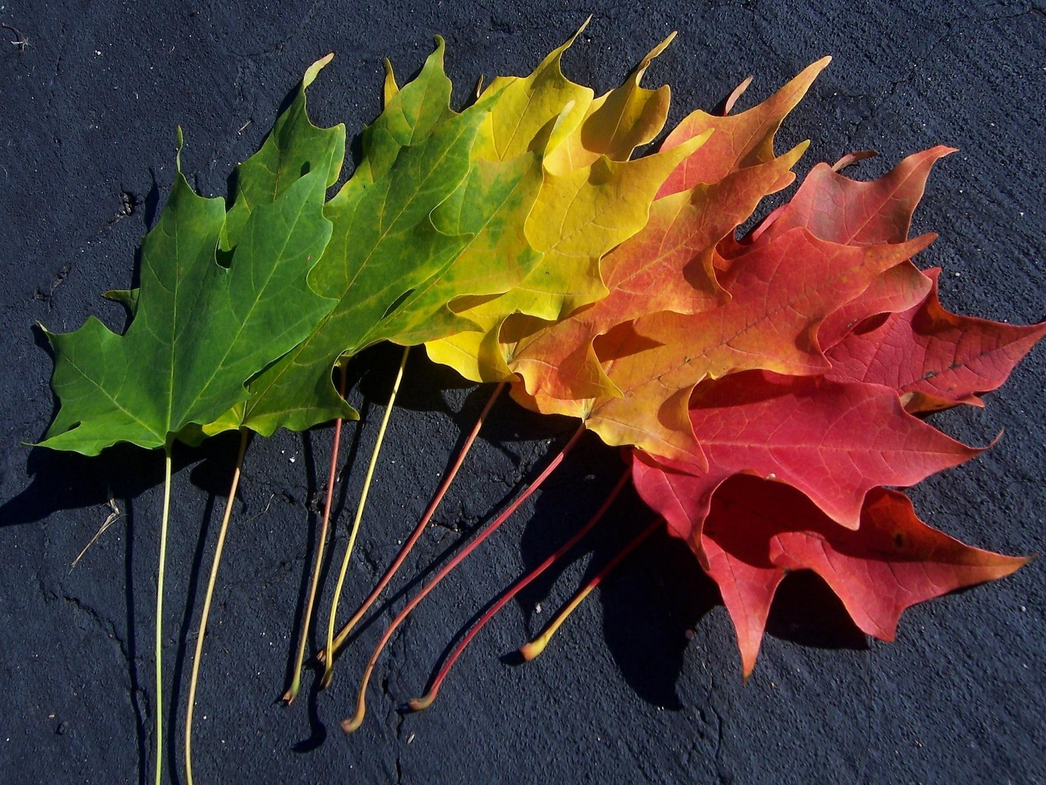 photography, autumn, nature, colors, fall, seasons, spectrum, 3d and abstract, rainbow, leaves, 1080P, HD Wallpaper