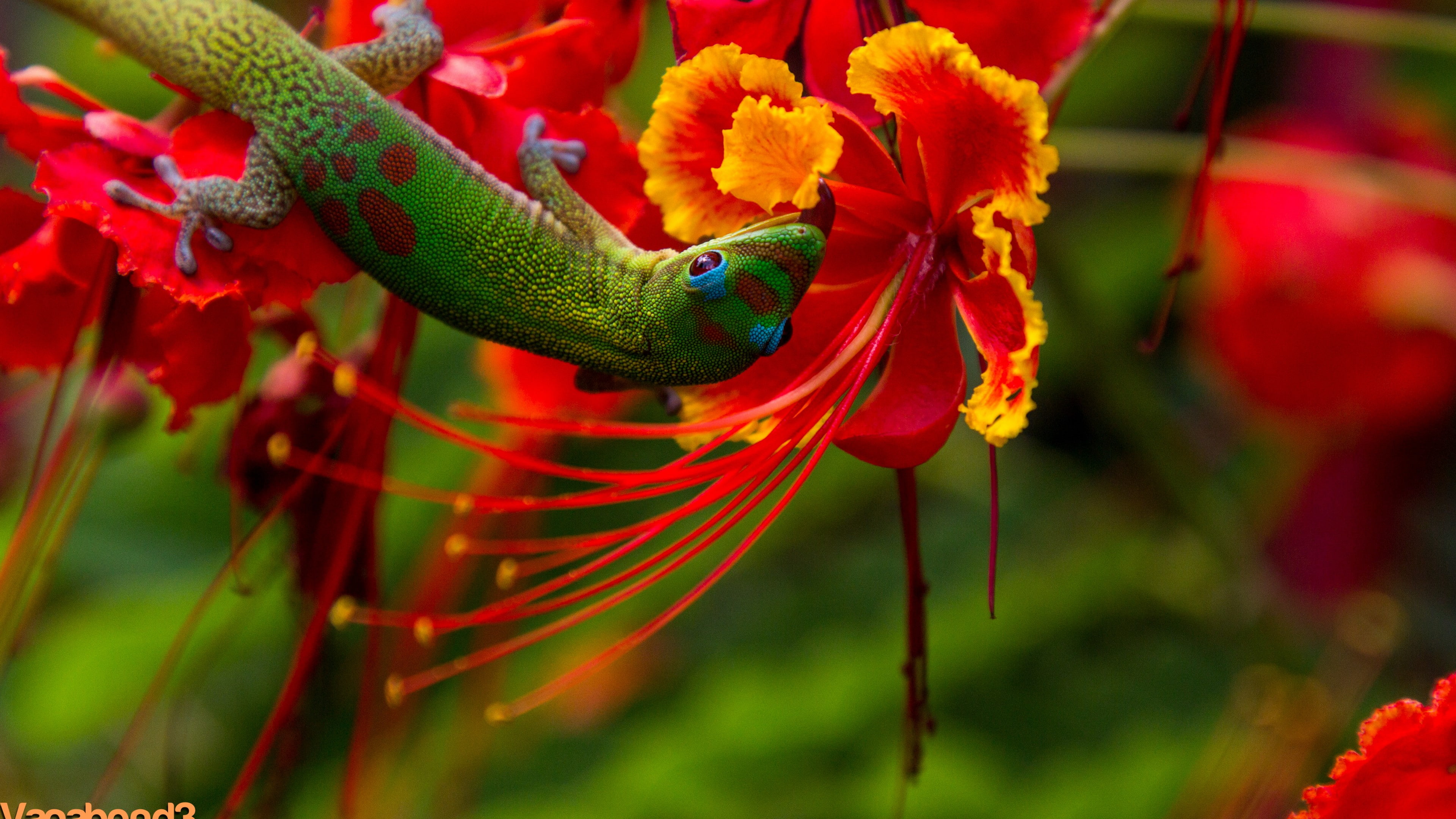 reptiles, Hawaii, 4K, animal, flowers, lizard, Lizard Hilo, red, nature, green, HD Wallpaper
