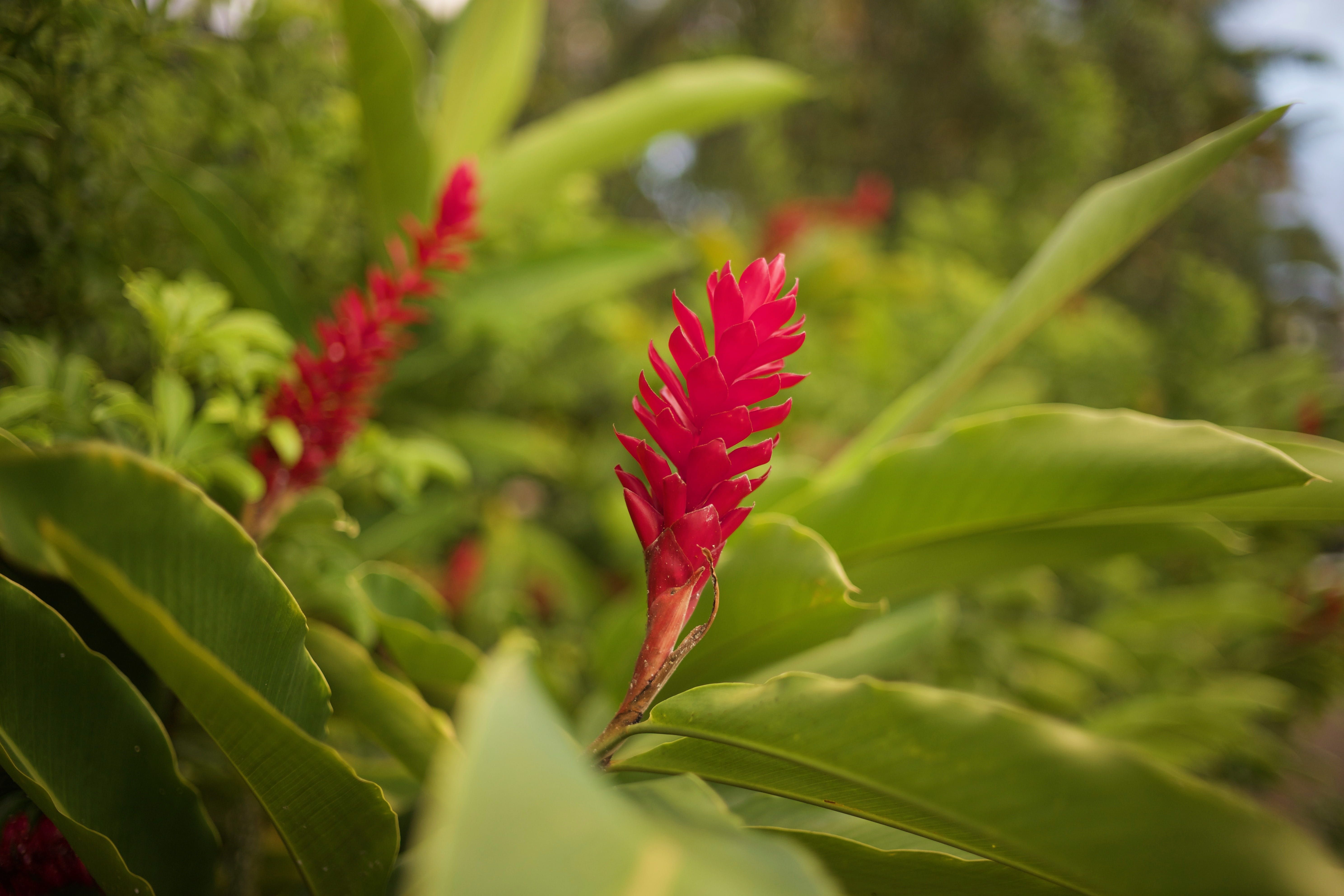 fragility, leaf, leaves, freshness, vulnerability, 5K, united states, selective focus, plant part, outdoors, growth, green color, flowering plant, nature, HD Wallpaper