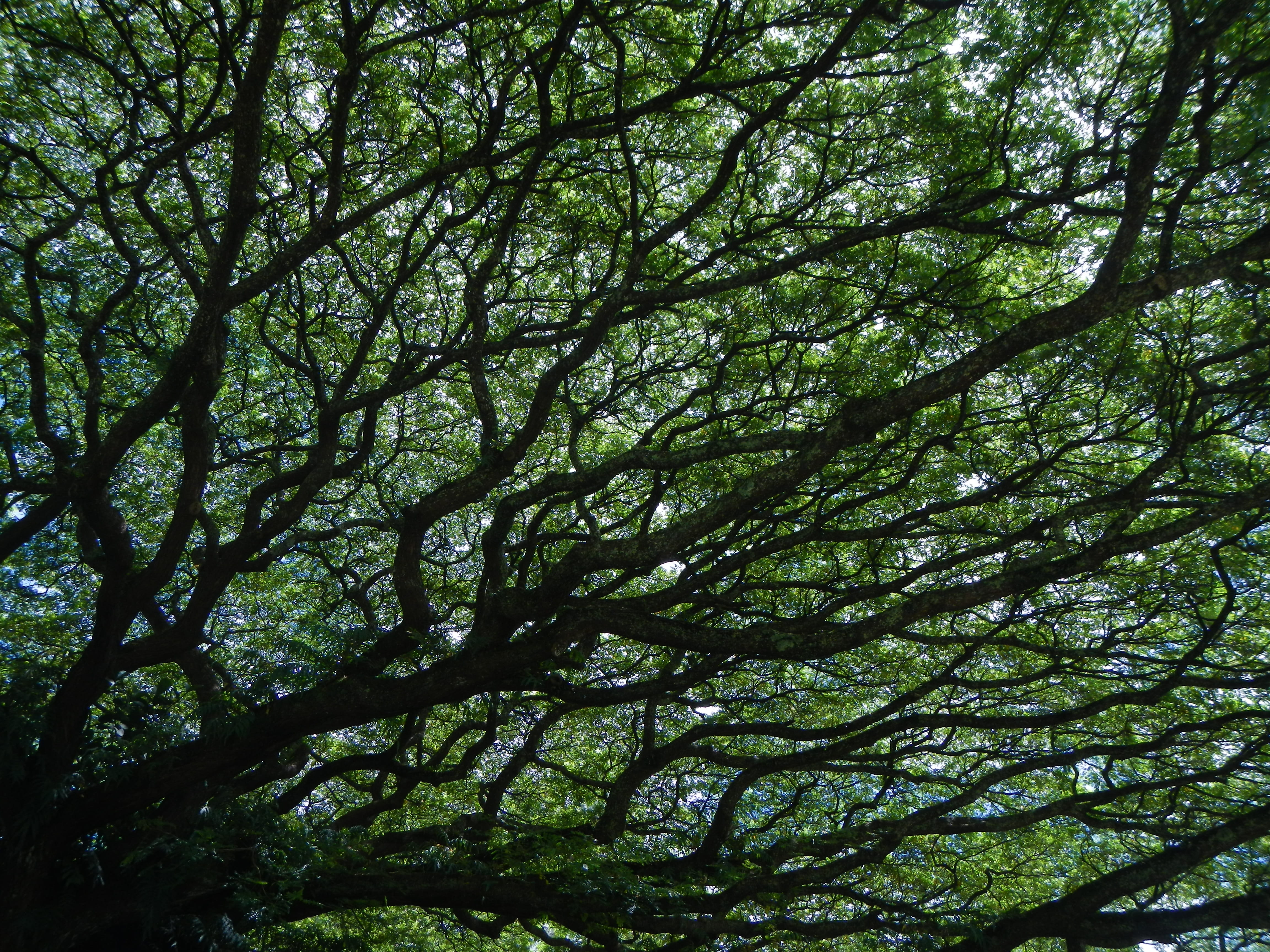 scrim, branches, beauty in nature, intricate, tree canopy, leaves, growth, outdoors, day, hilo, brown, nature, branch, foliage, large, hawaii, green color, HD Wallpaper