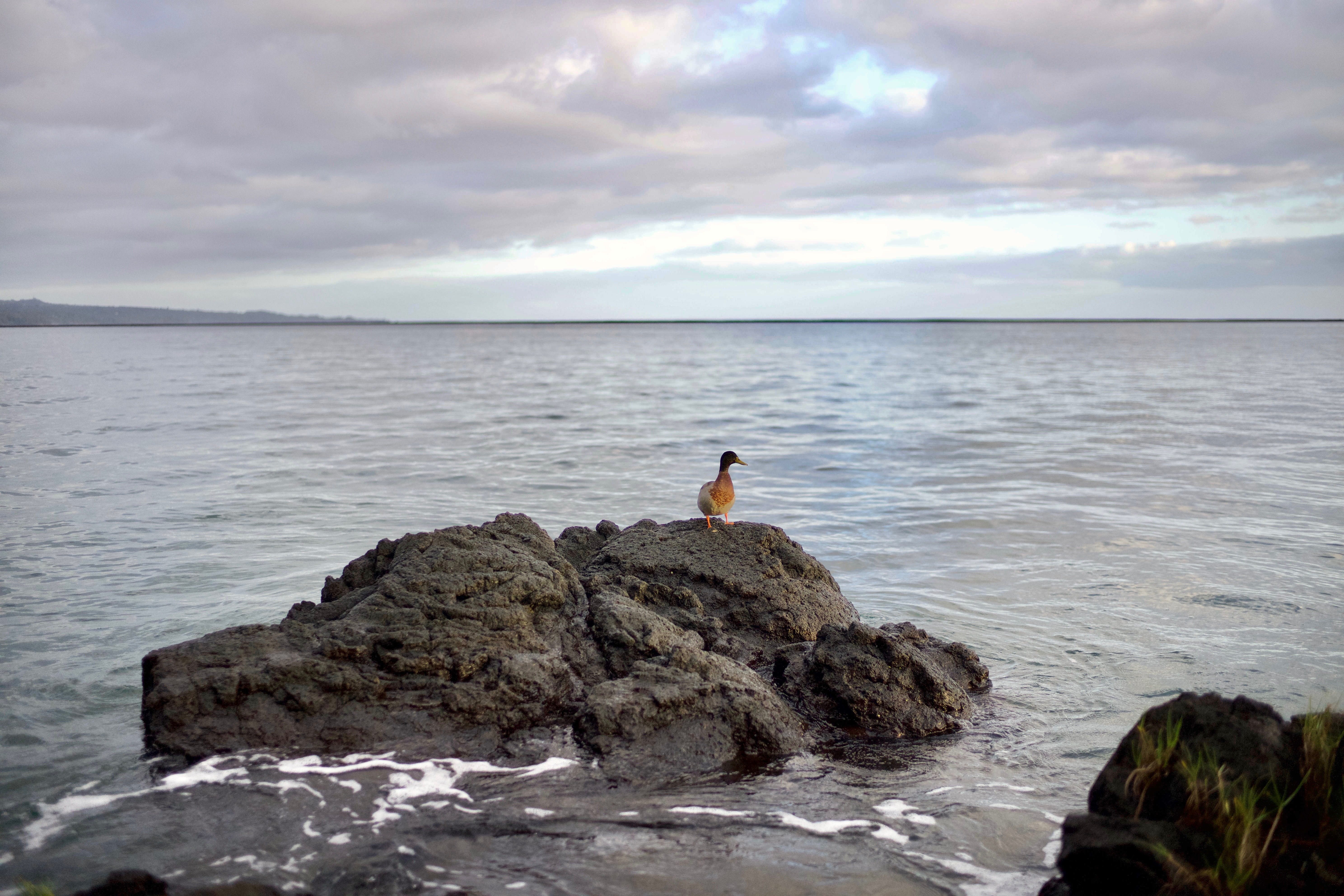 beauty in nature, solid, united states, day, hawaii, lifestyles, sea, outdoors, 5K, rock - object, land, hilo, horizon over water, idyllic, scenics - nature, HD Wallpaper