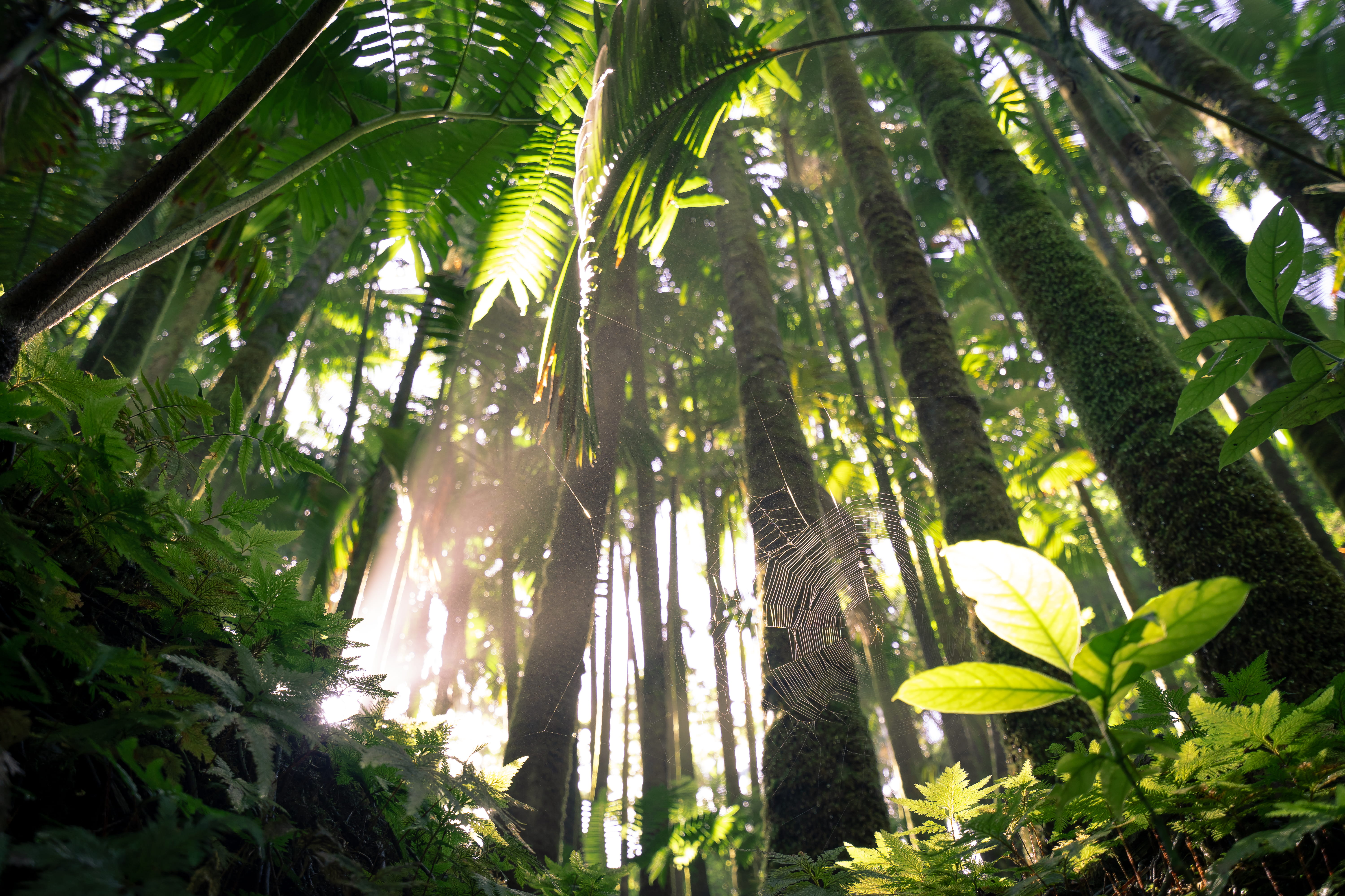 scenics - nature, day, plant, low angle view, tree, no people, sunlight, growth, leaf, 5K, woodland, trunk, arbour, daytime, bamboo - plant, usa, hawaii, HD Wallpaper