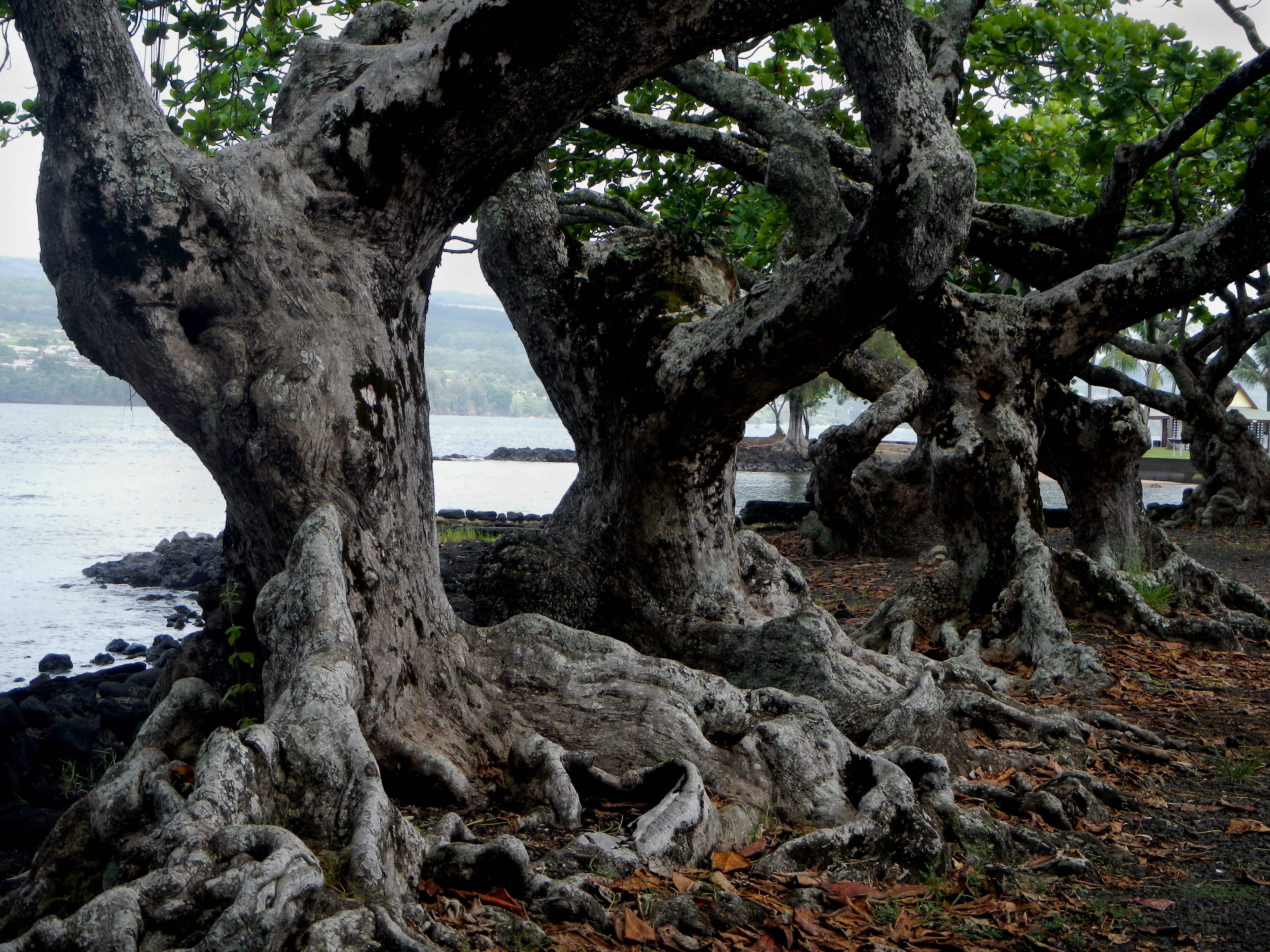 personality, plant part, water, karly, beauty in nature, field, tree, blue, knotty, no people, outdoors, growth, nature, day, 4K, hawaii, trunk, brown, HD Wallpaper