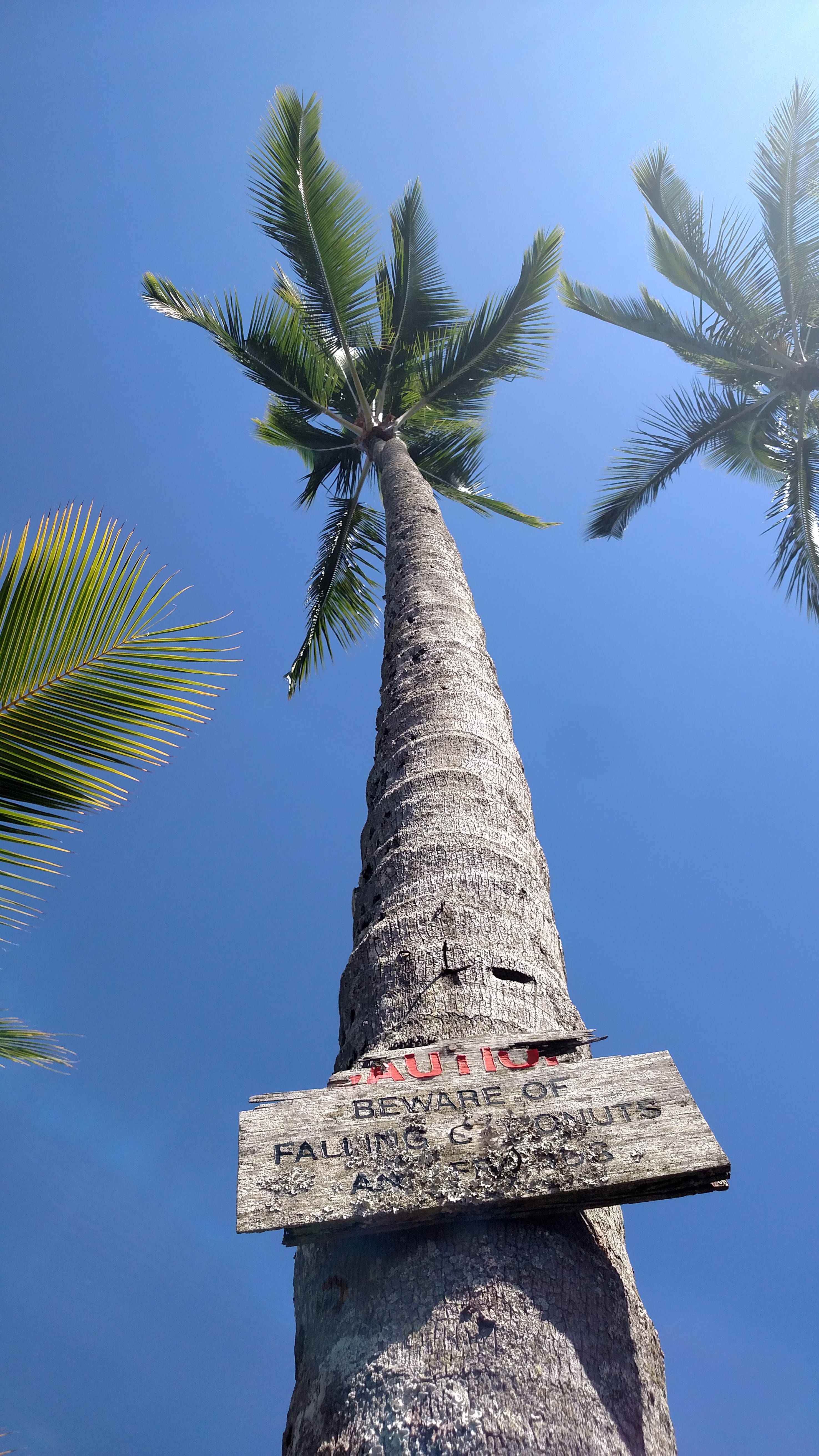 plant, hilo, coconut, low angle view, no people, nature, tree trunk, tree, 5K, sky, tall - high, growth, outdoors, tropical tree, tropical climate, coconut palm tree, Phone HD Wallpaper
