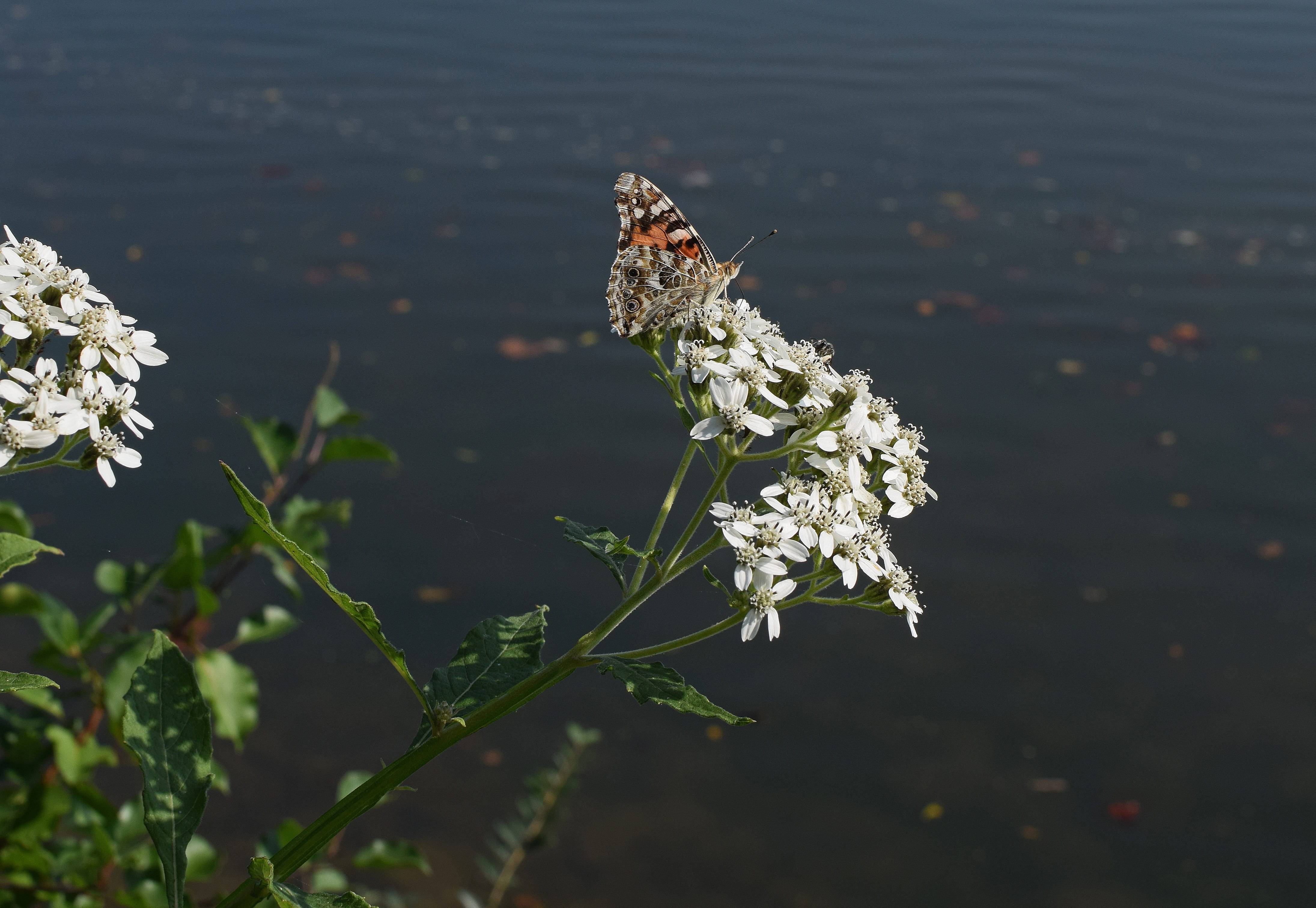 bloom, tall, pollination, beauty in nature, fall, vulnerability, black, growth, plant, butterfly - insect, fragility, animals in the wild, white, outdoors, HD Wallpaper