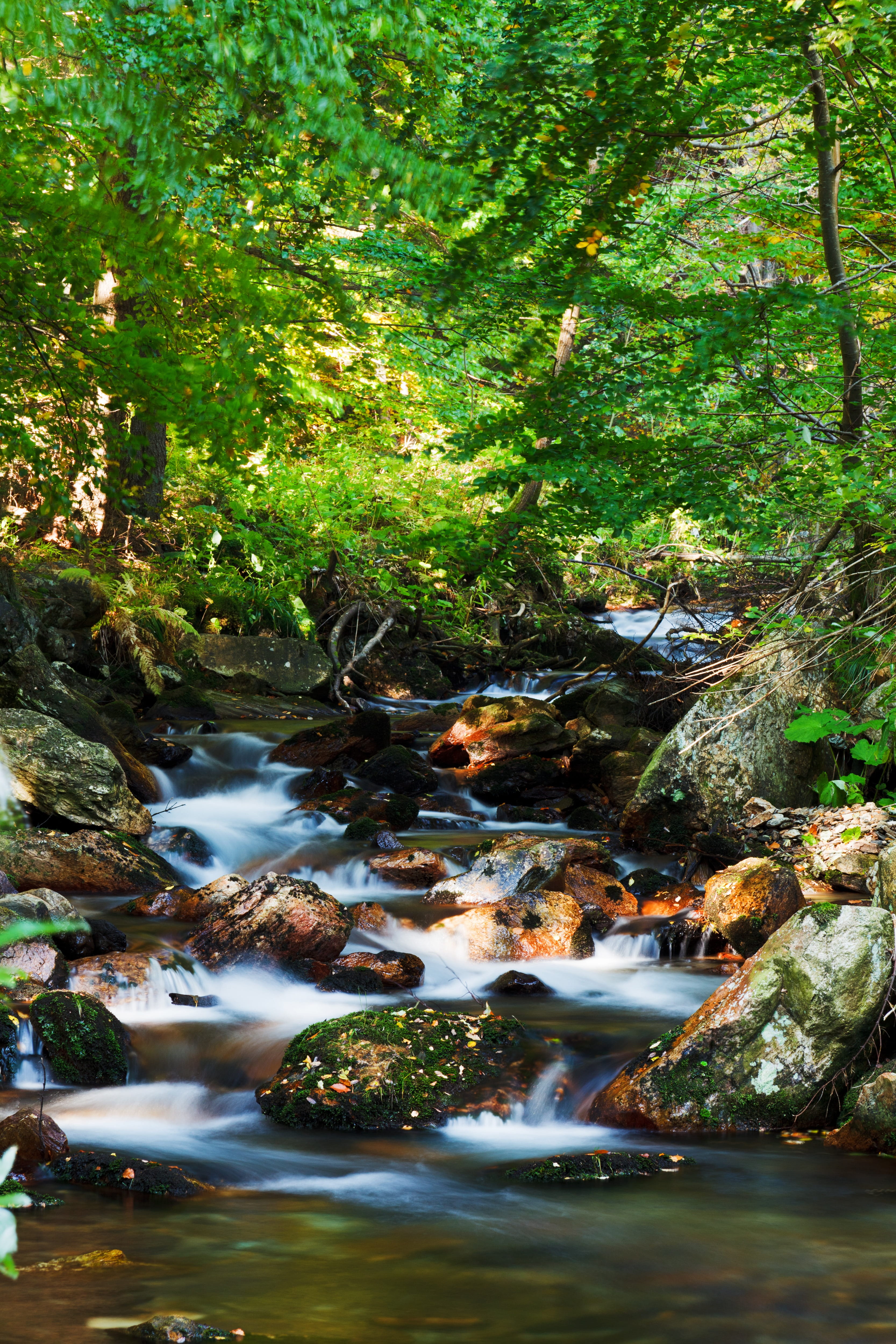 water, rock - object, stream - flowing water, beautiful, rainforest, fall, trees, land, flowing, no people, tranquility, tree, 4K, season, running water, Phone HD Wallpaper