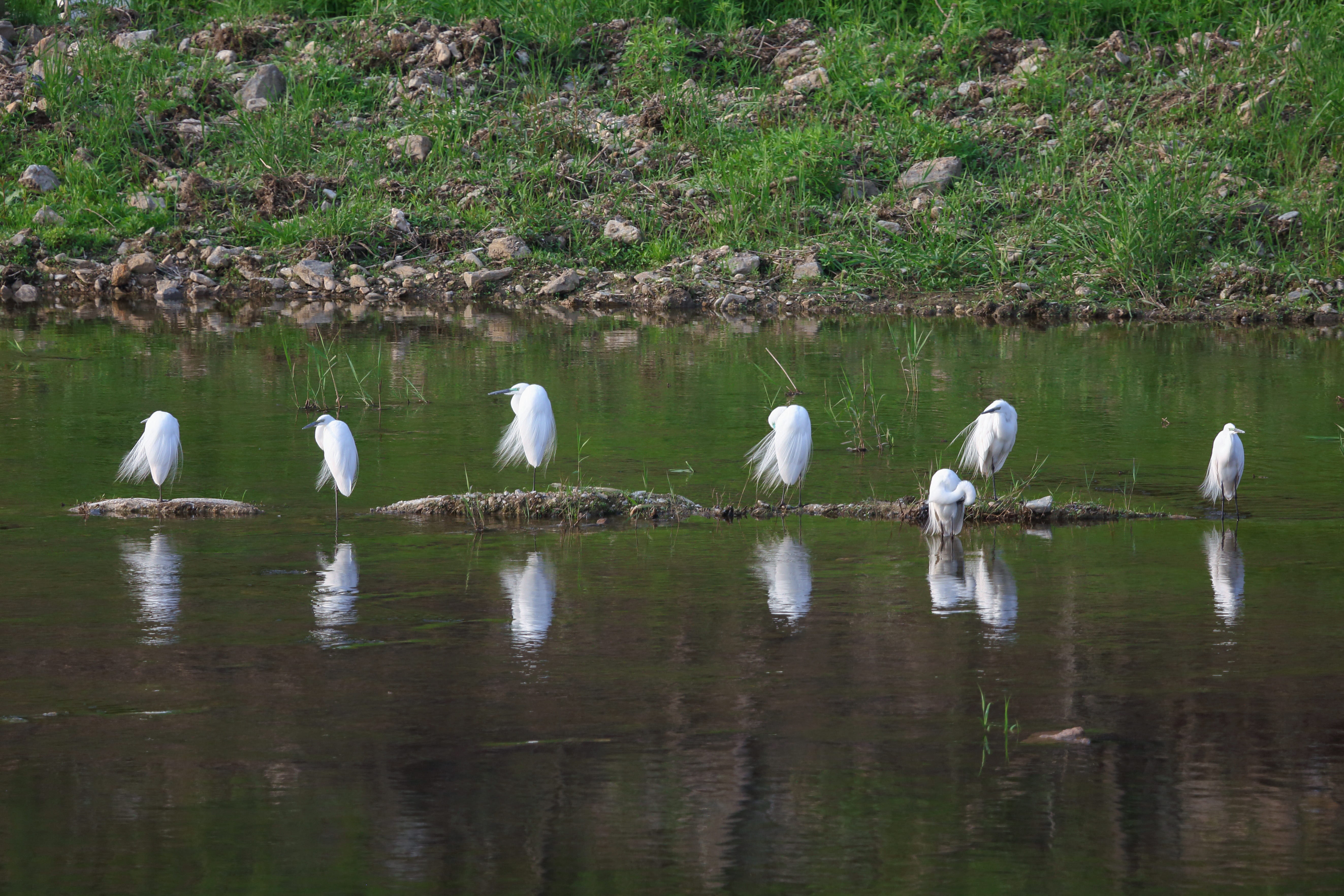 animal themes, reflection, animal wildlife, creek, tranquility, beauty in nature, body, no people, plant, group of animals, photography, animal, hern, birds, HD Wallpaper
