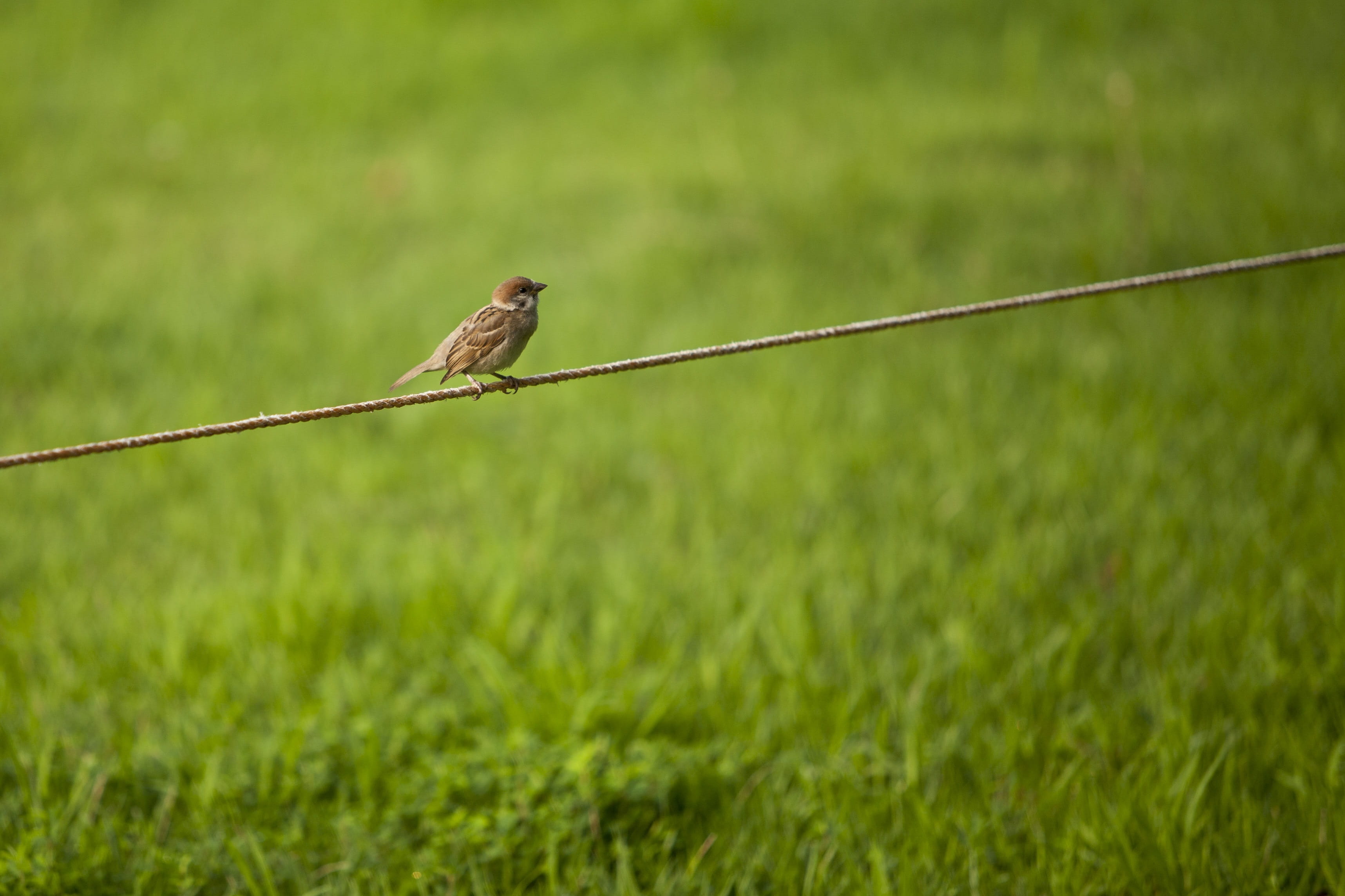 serenity, park, no people, animals in the wild, landscape, nature, focus on foreground, Break, bird, Grass, one animal, observed, selective focus, 2K, HD Wallpaper