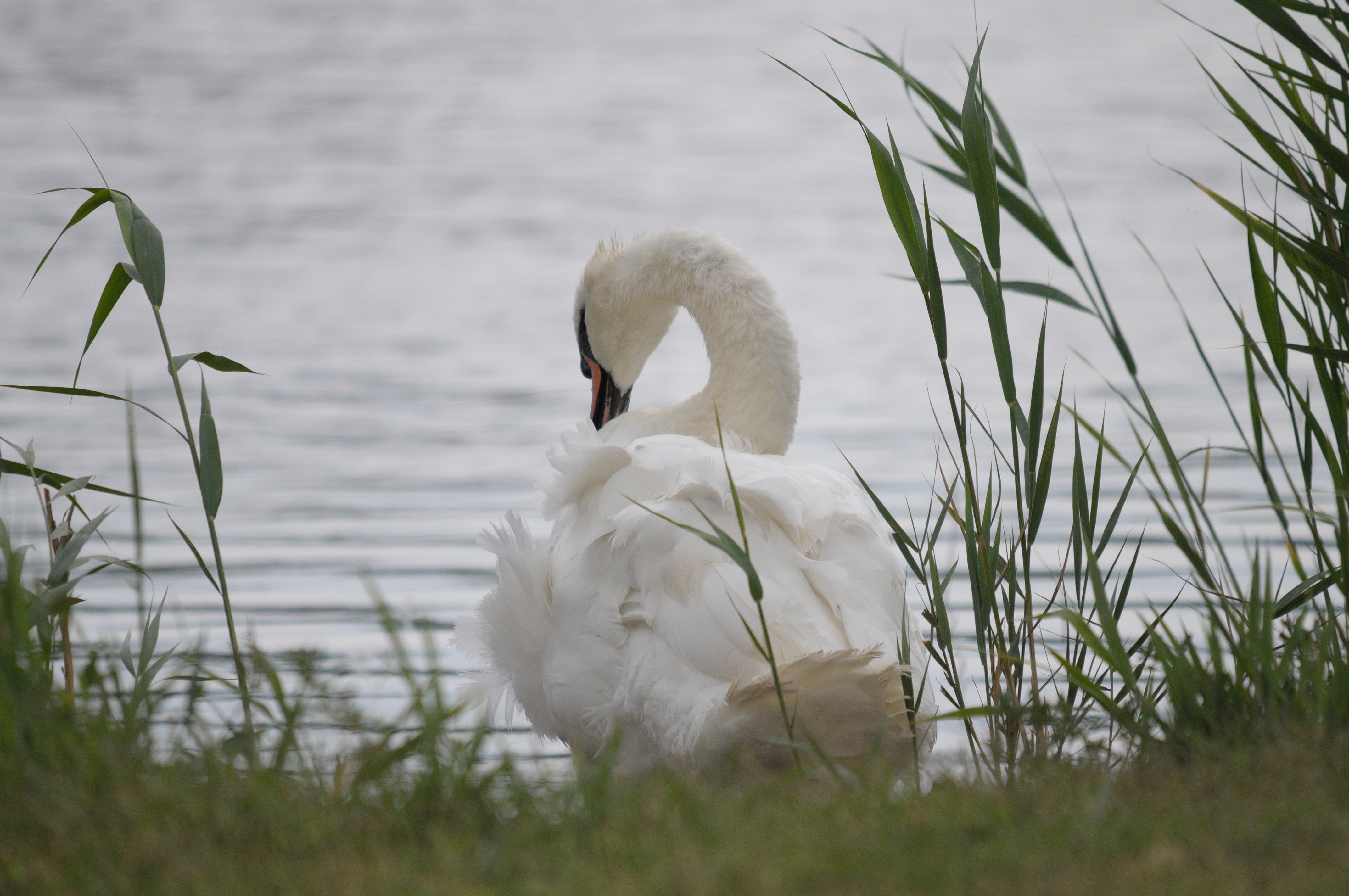 beautiful, animal family, animal world, water, animals in the wild, reed, care, animal, wildlife photography, plant, swim, grass, outdoors, bank, lake neusiedl, HD Wallpaper