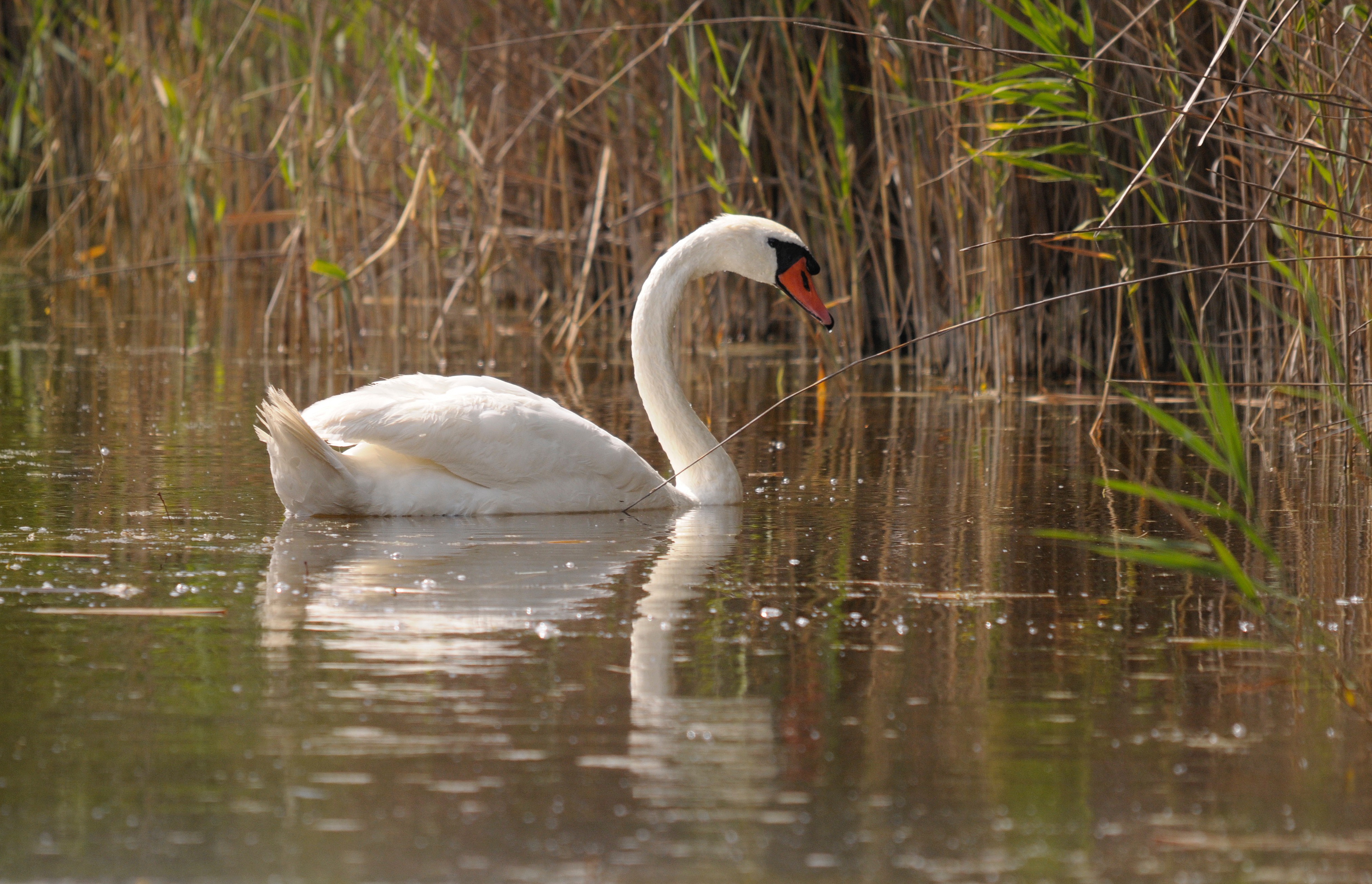 animal neck, one animal, water, mood, waterfront, bank, reflection, animal themes, nature, burgenland, lake, water bird, beauty in nature, animals in the wild, HD Wallpaper
