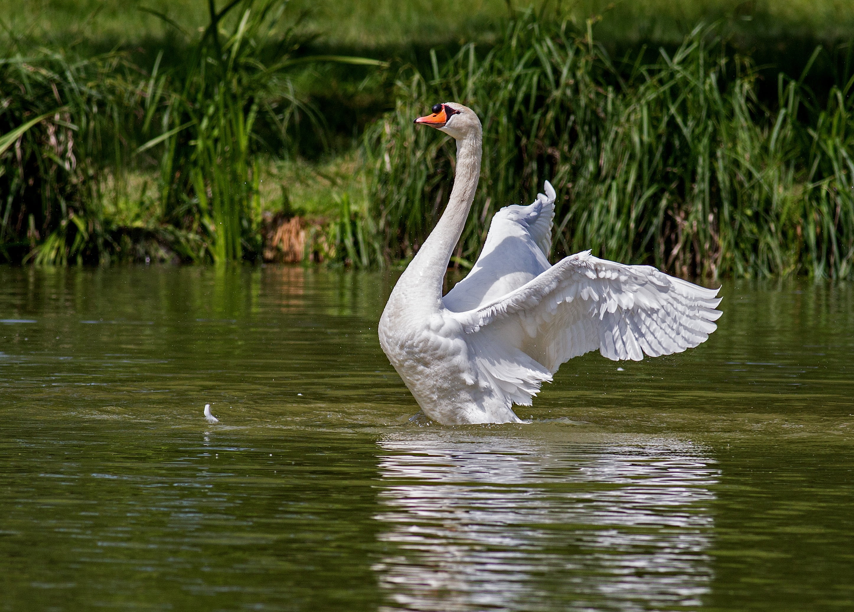 white color, bank, feather, daytime, nature, switzerland, one animal, river, vertebrate, white, animal themes, animal wildlife, reed, swans, flying, waters, HD Wallpaper