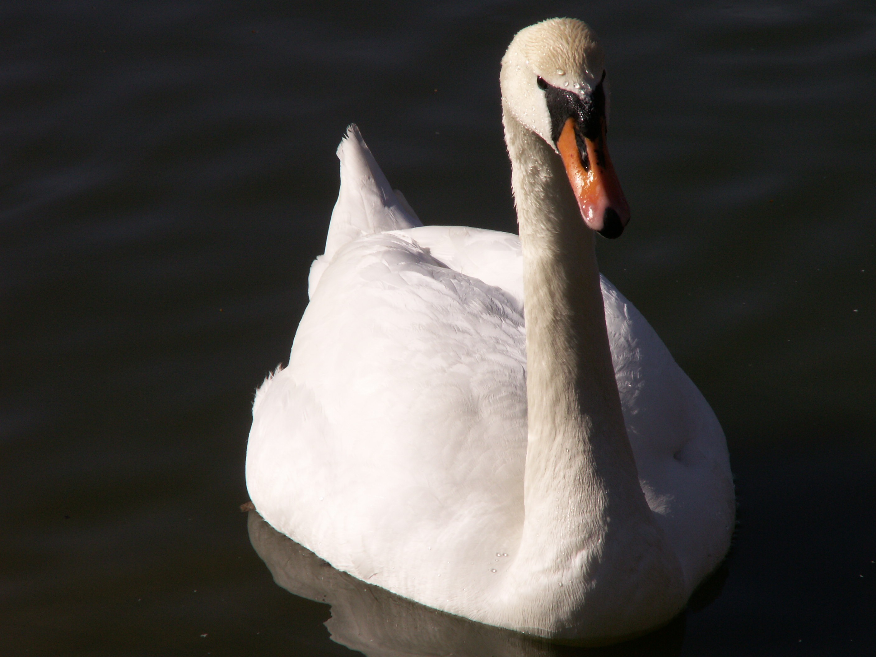 2K, close-up, white color, animal wildlife, animals, animals in the wild, animal, swan, no people, lake, one animal, water bird, water, animal themes, HD Wallpaper