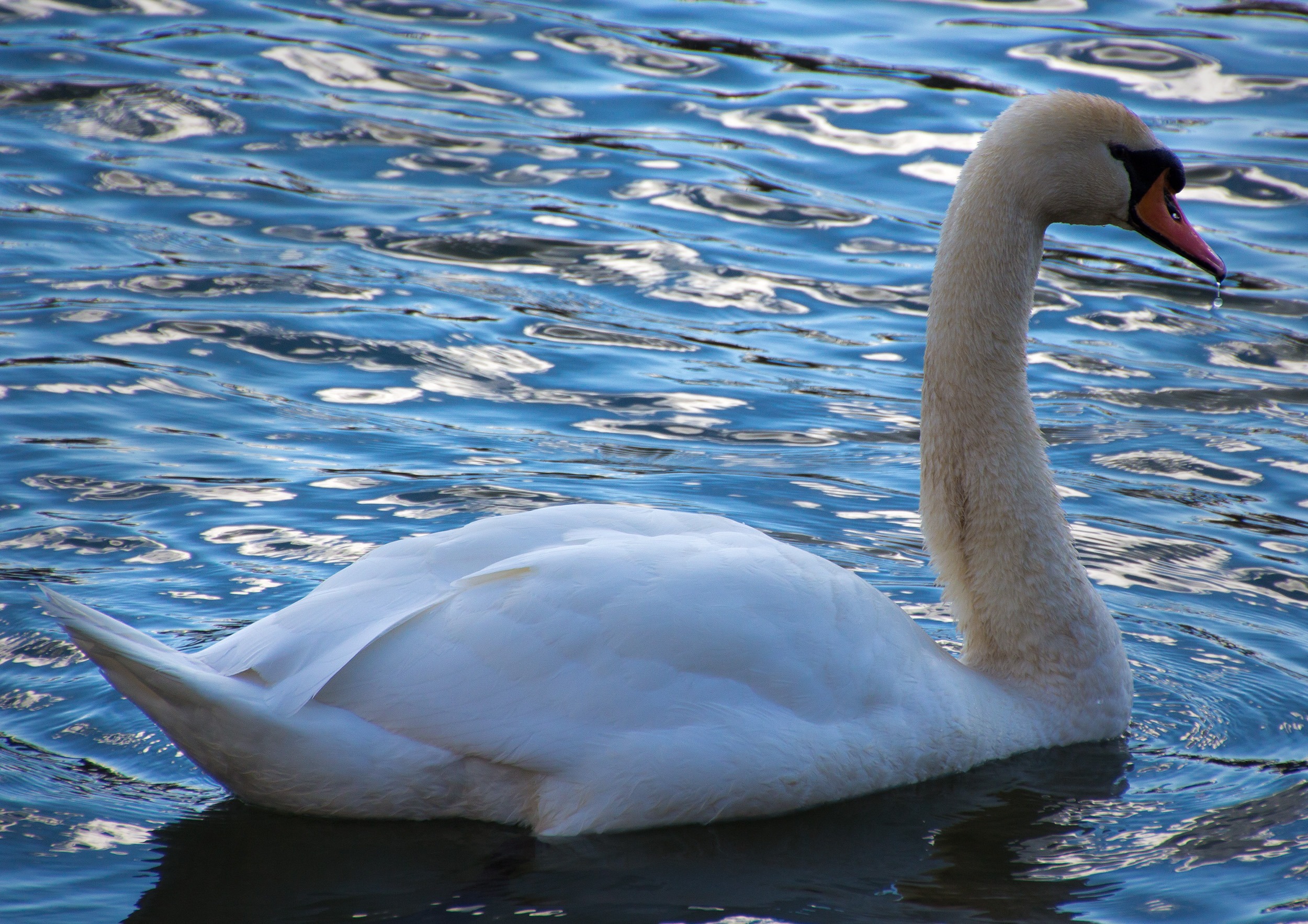 bird, swimming, animal family, cygnet, one animal, animal neck, water, water bird, donald, nature, animal, gooseneck, waters, freshwater bird, white color, HD Wallpaper