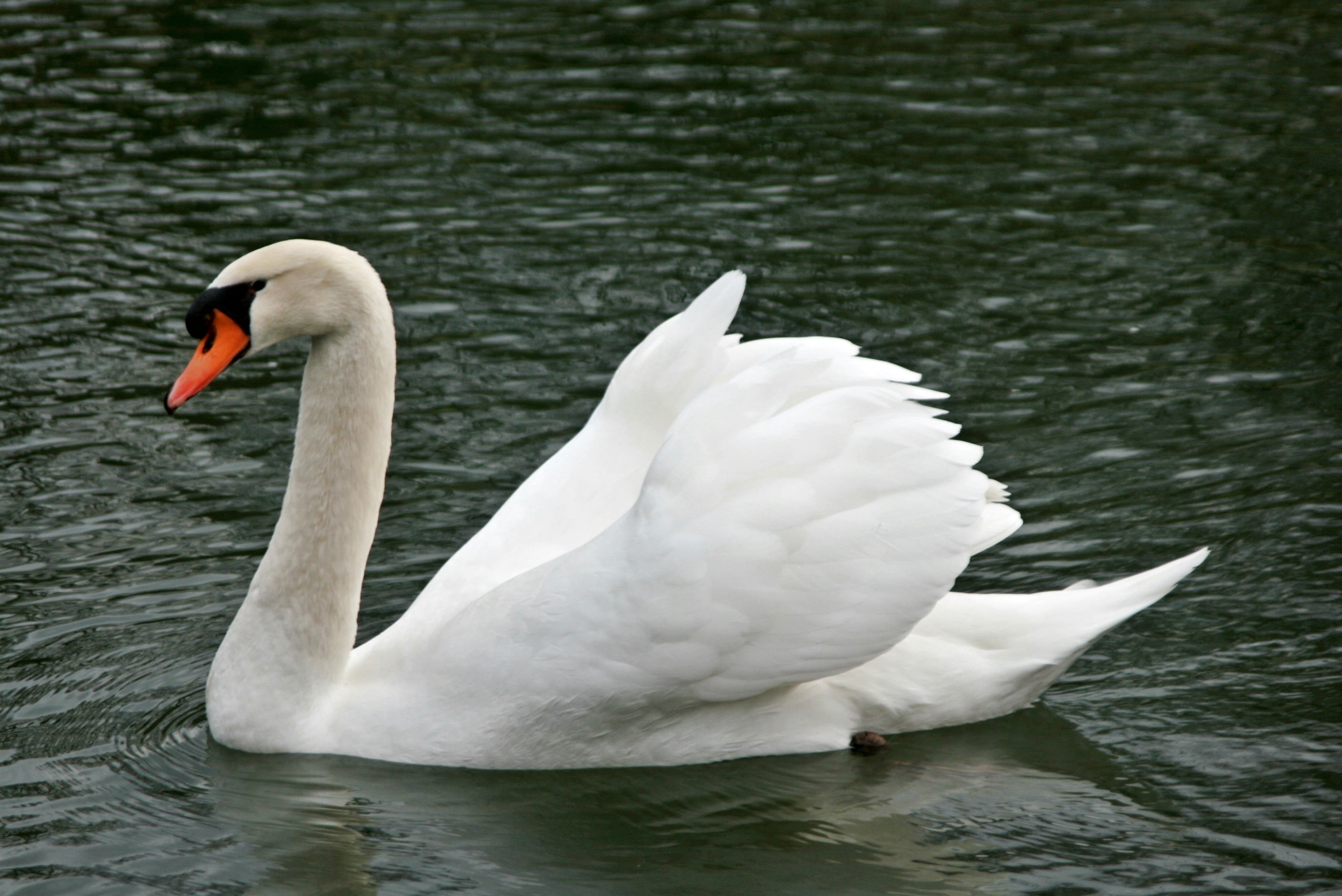 water bird, nature, floating on water, elegant, white, feather, one animal, pride, vertebrate, swan, floating, beak, mute swan, freshwater bird, bird, white color, HD Wallpaper