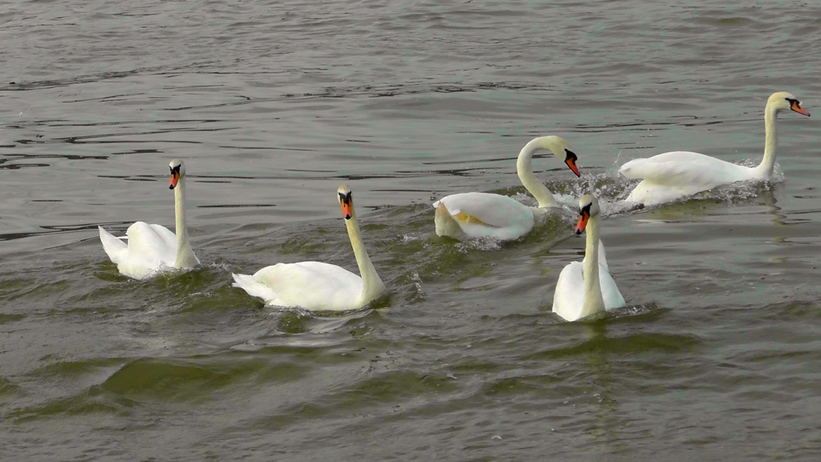 animal family, feather, swan, animal world, no people, swans, group of animals, vertebrate, 2K, animal wildlife, nature, zoology, white color, gooseneck, HD Wallpaper