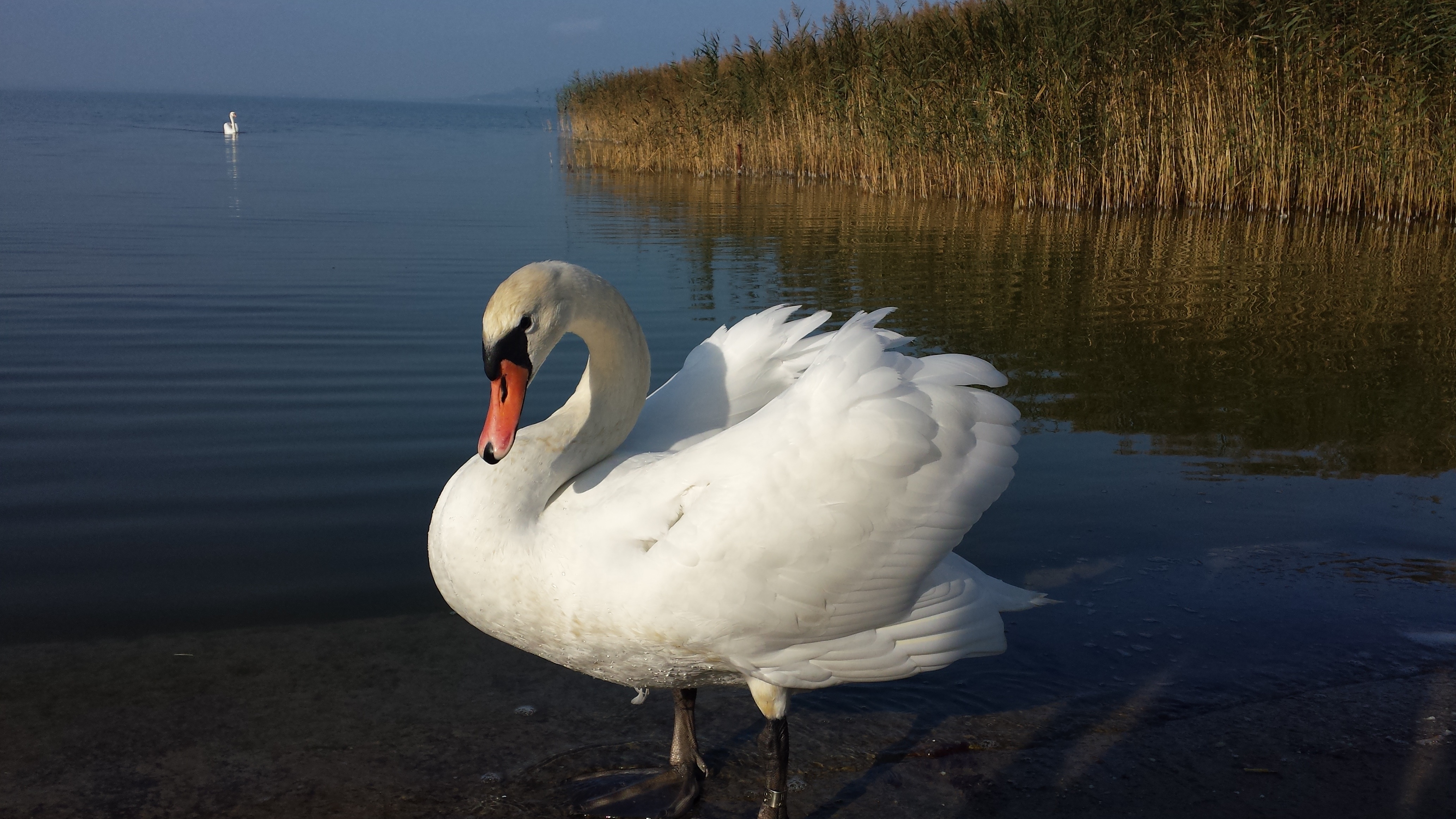 bird, zoology, spring dress, lake, swan, water bird, poultry, beautiful, animal neck, bank, gooseneck, day, nature, feather, animal wildlife, wing, 4K, HD Wallpaper