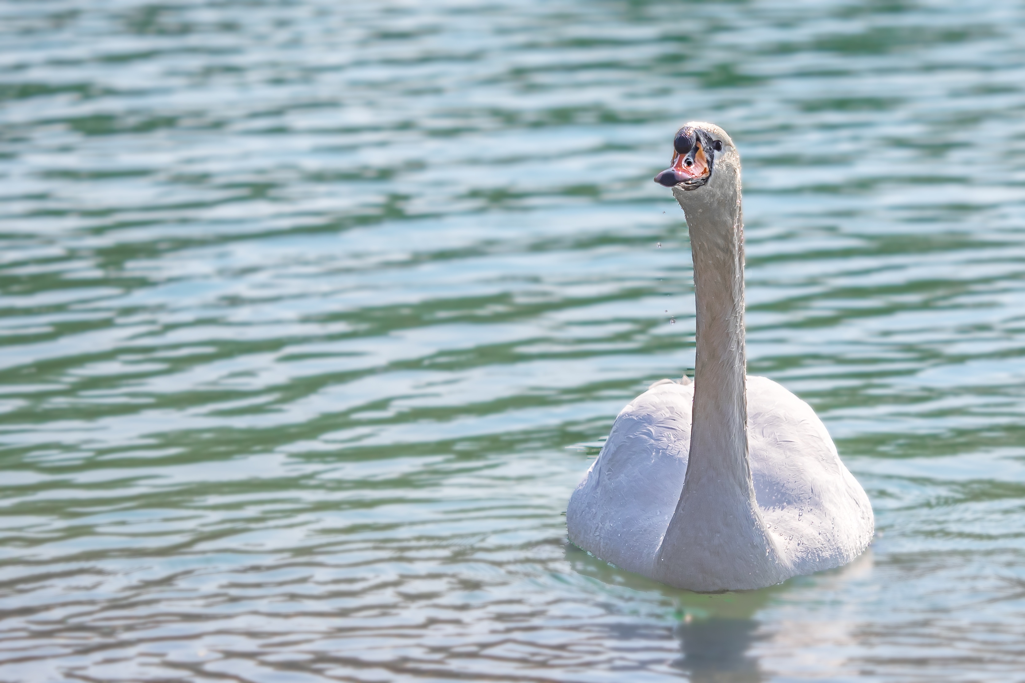 nature, water, pond, animal, one animal, lake, water bird, beauty in nature, swimming, feather, animal themes, bird, vertebrate, swan, 2K, animals in the wild, HD Wallpaper