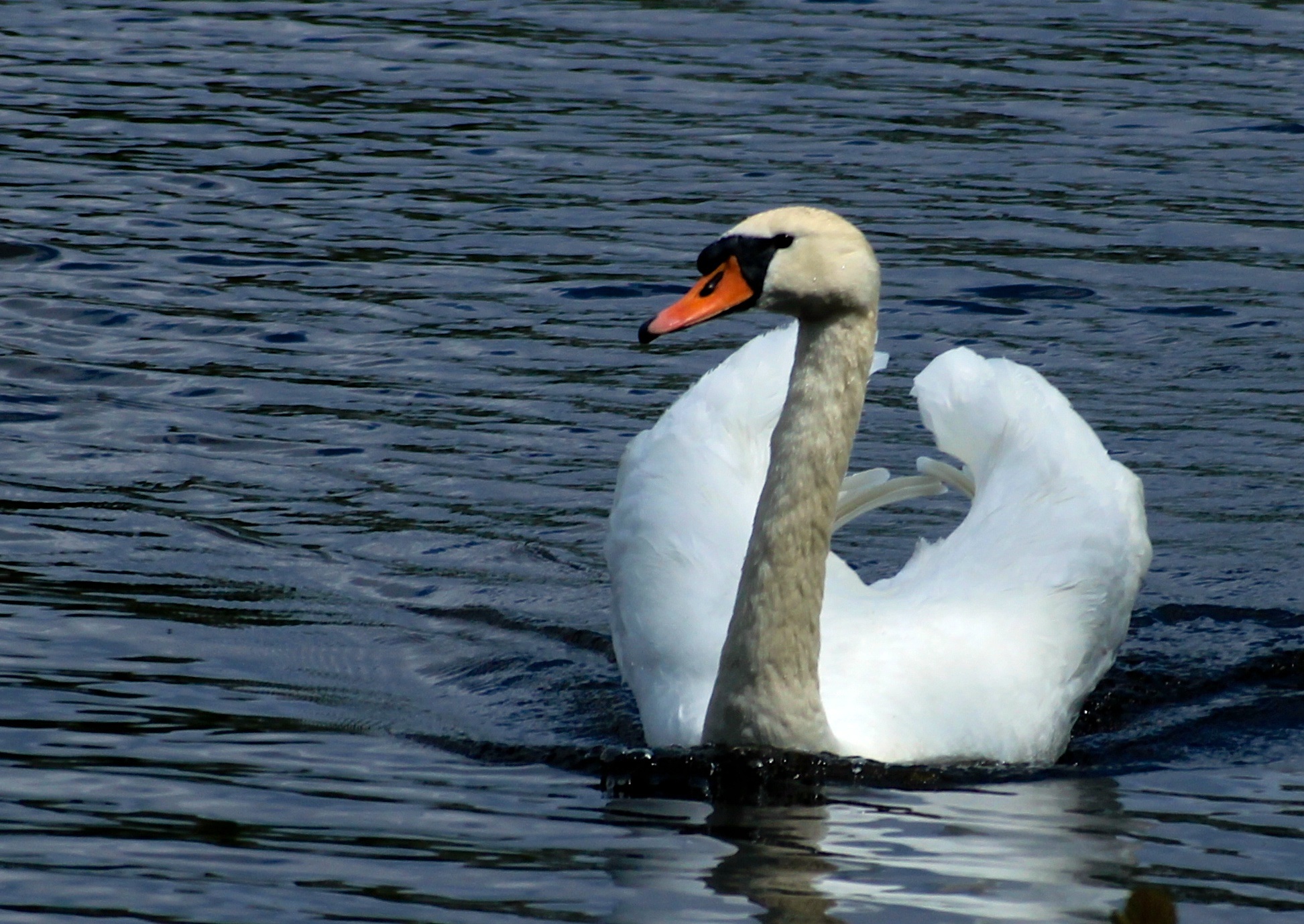 mute swan, no people, swim, plumage, feather, animal neck, waterfront, white color, waters, gooseneck, day, elegant, 1080P, animal wildlife, vertebrate, HD Wallpaper