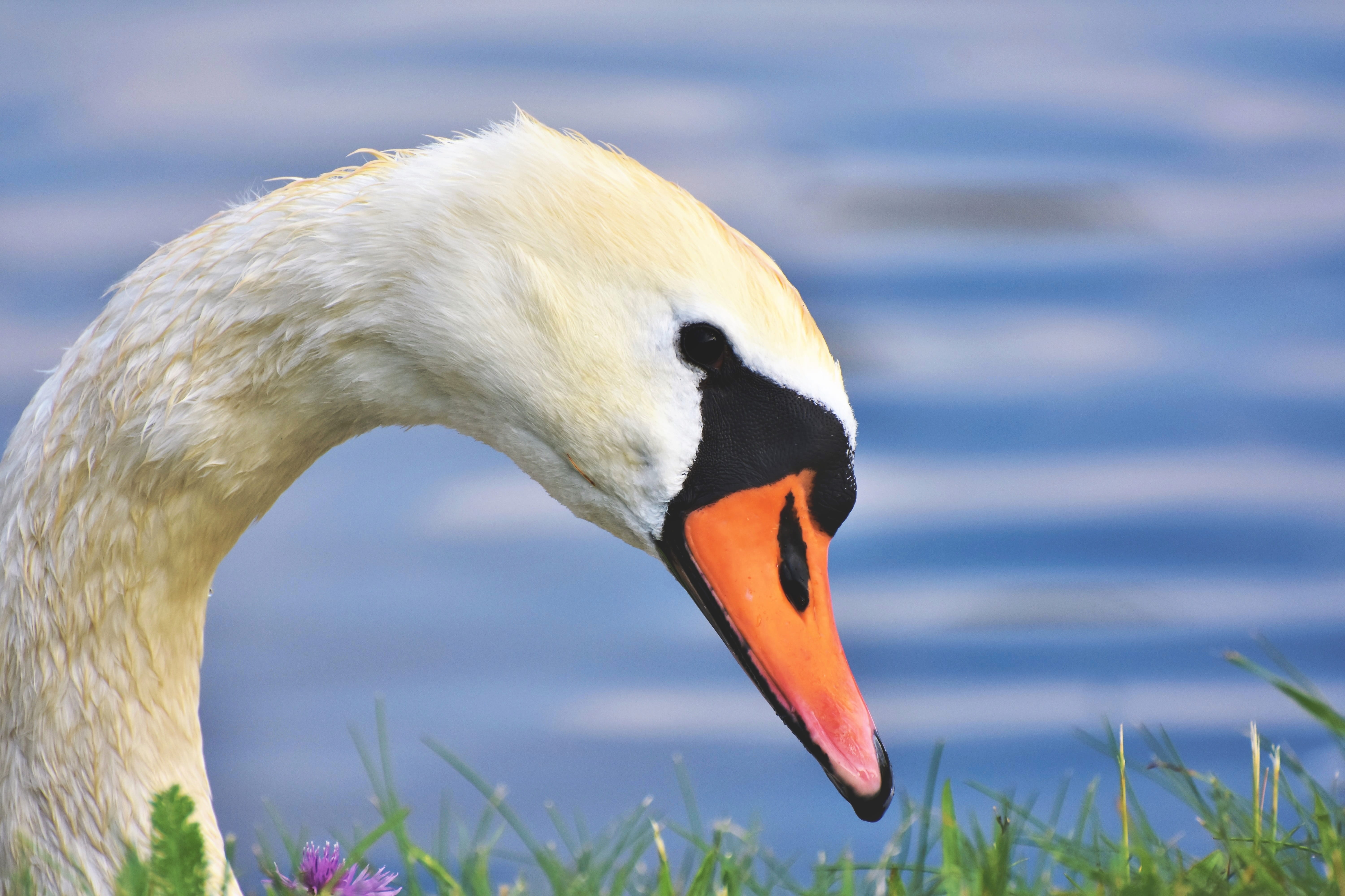 pond, mouth open, animal mouth, head, animal body part, one animal, animal world, elegant, schwimmvogel, white, freshwater bird, vertebrate, animal themes, HD Wallpaper
