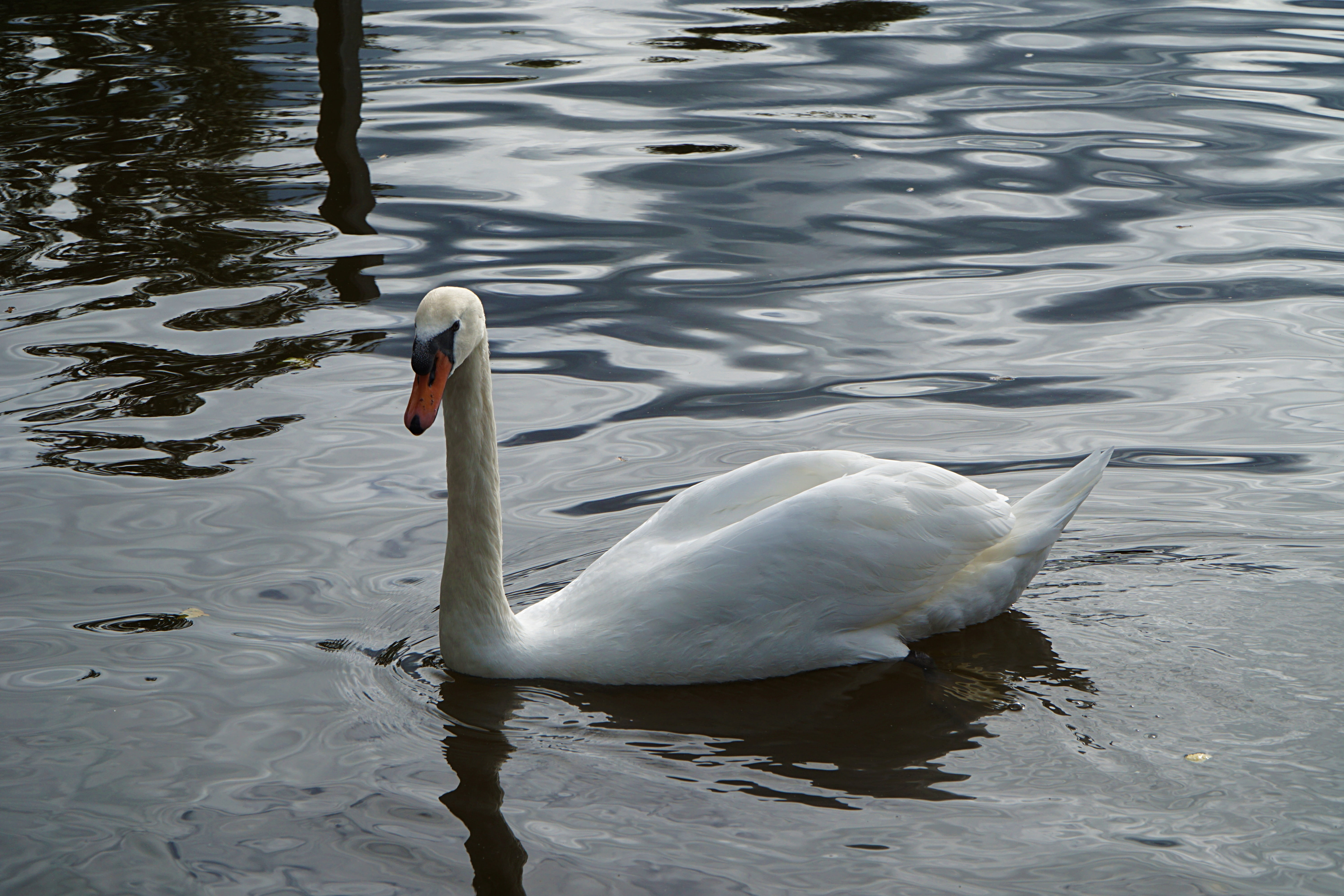 animal, animal neck, vertebrate, animal themes, swim, gooseneck, bird, elegant, white, lake, swan, water, feather, no people, animal wildlife, day, 5K, HD Wallpaper