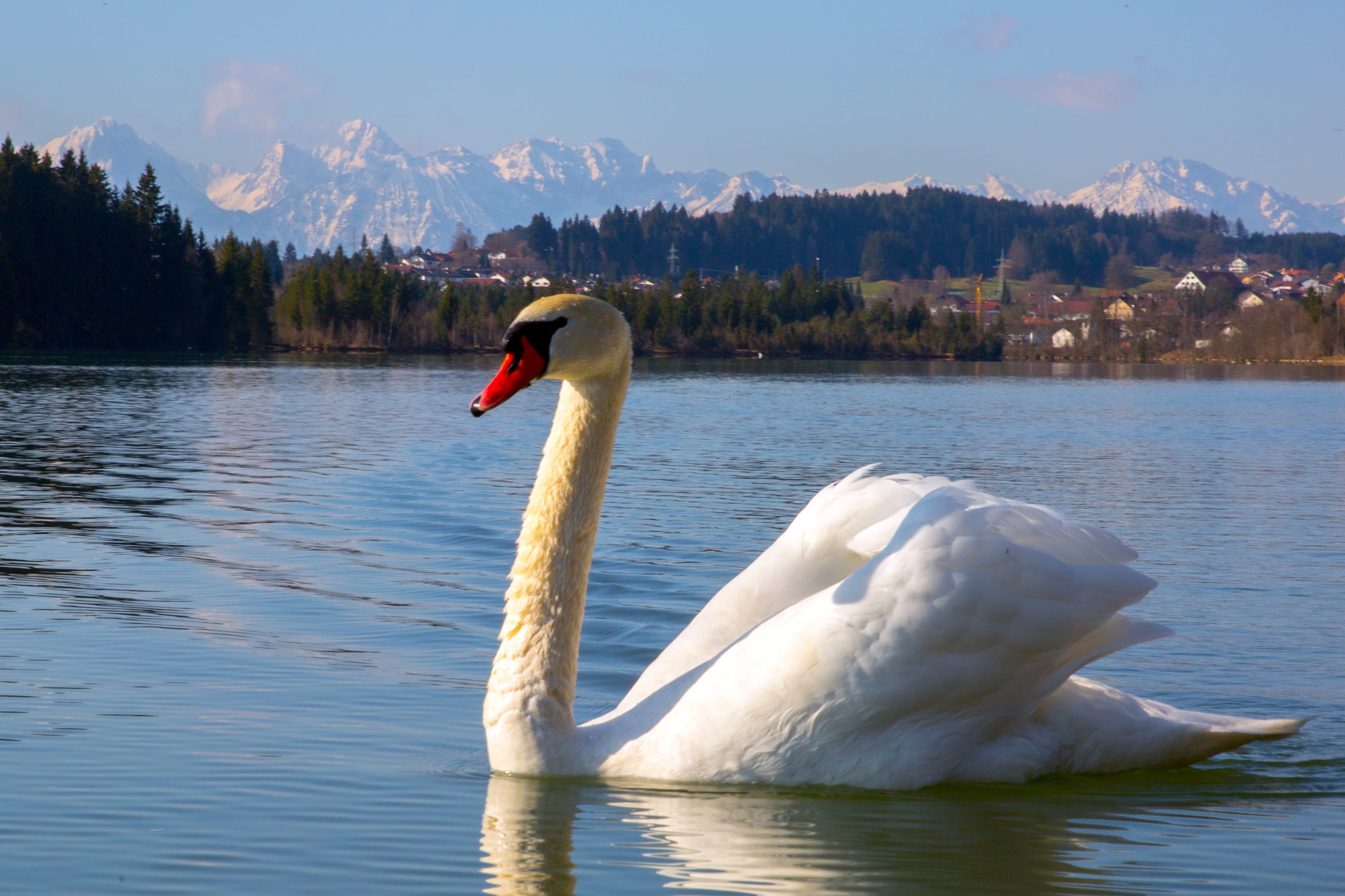 white, one animal, freshwater bird, mute swan, duck bird, mountains, Water Bird, animal themes, goose, Swan, landscape, blue, sky, swimming, fly, animal neck, HD Wallpaper
