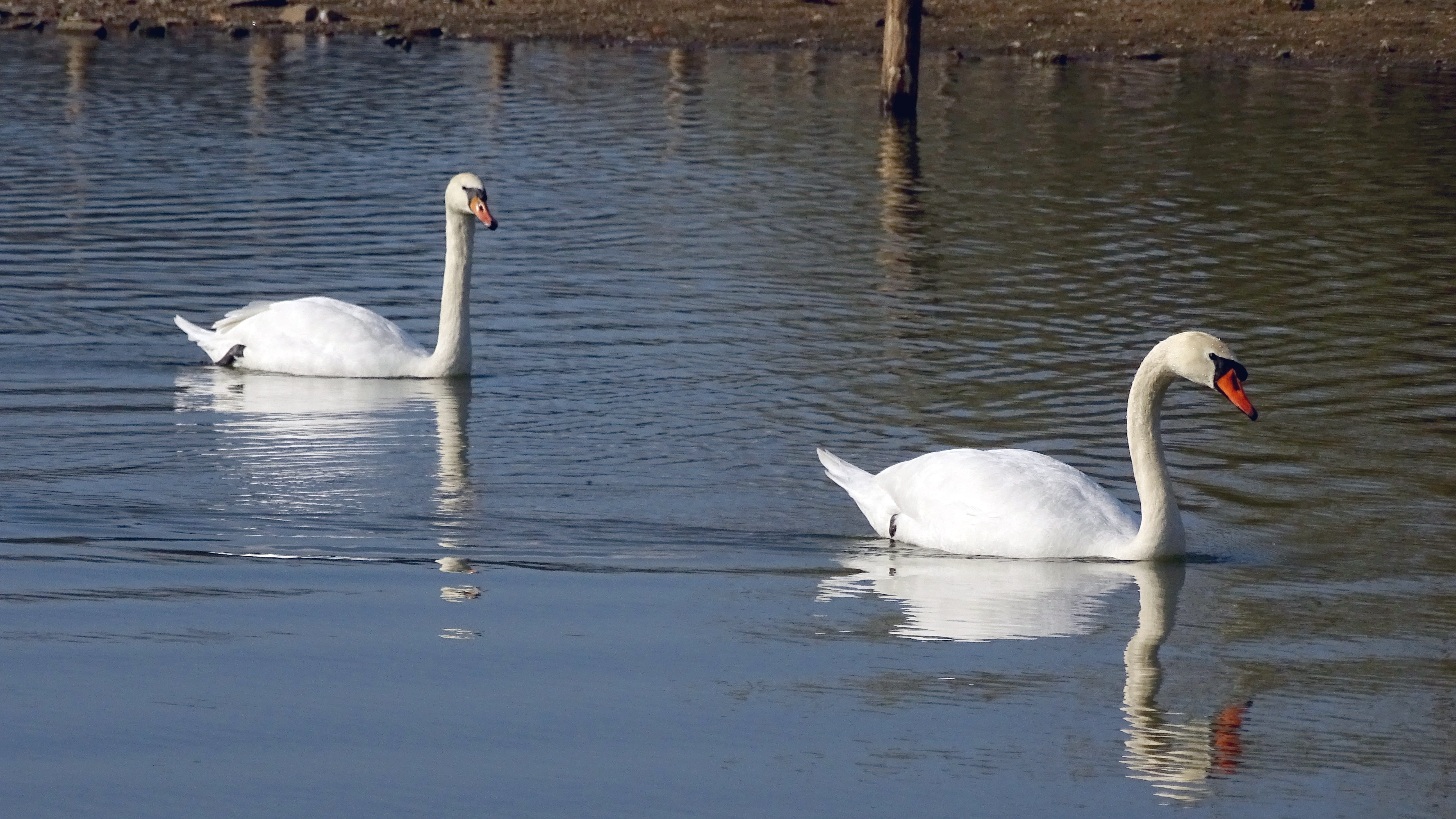 animals in the wild, animal themes, cygnet, vertebrate, floating, white, swan, gooseneck, bird, animal, nature, swimming, love, no people, water, waterfront, HD Wallpaper