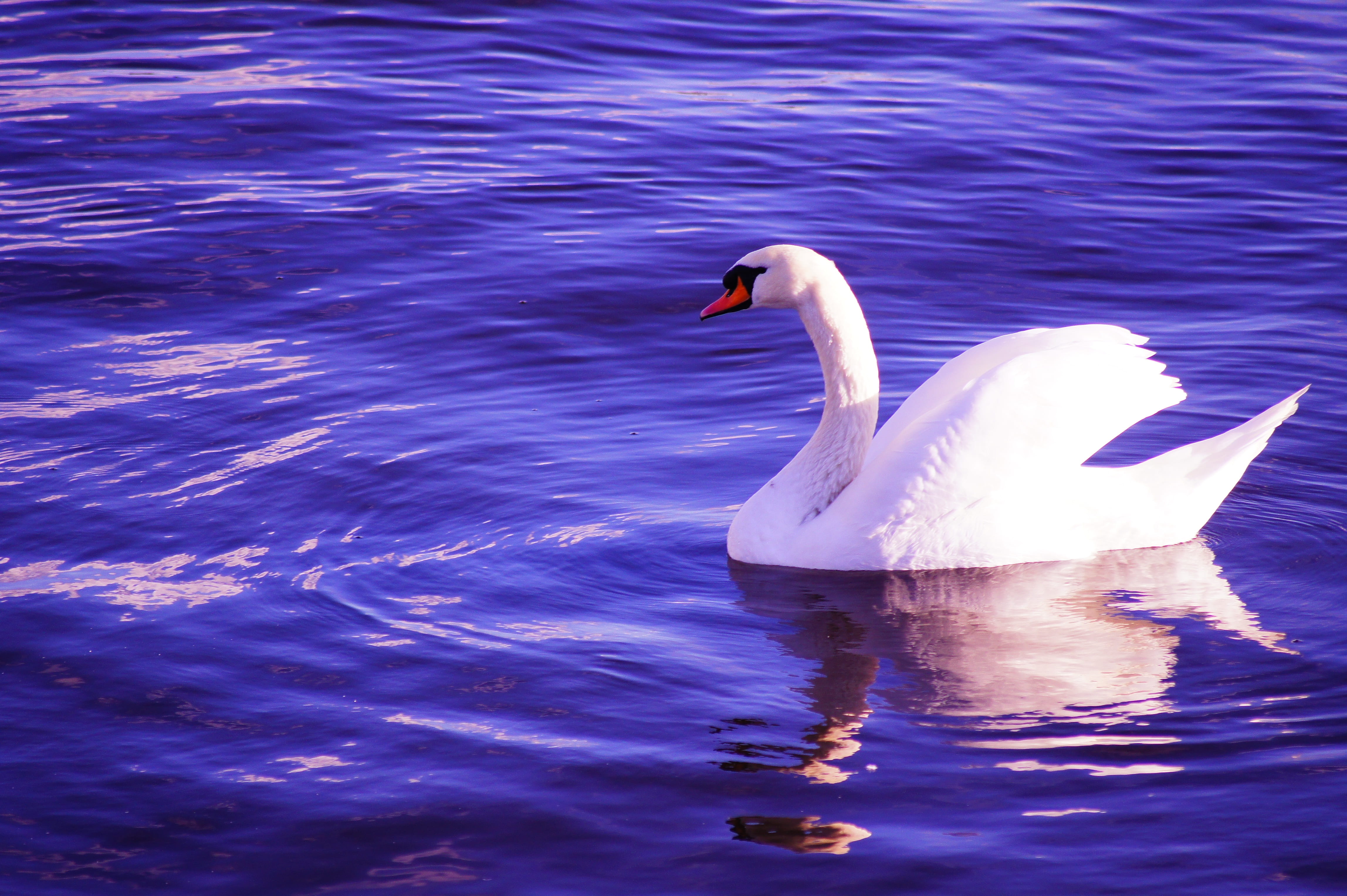water, swimming, floating on water, mute swan, lake, pond, reflection, feather, flapping, animal themes, vertebrate, one animal, blue, waterfront, elegant, HD Wallpaper