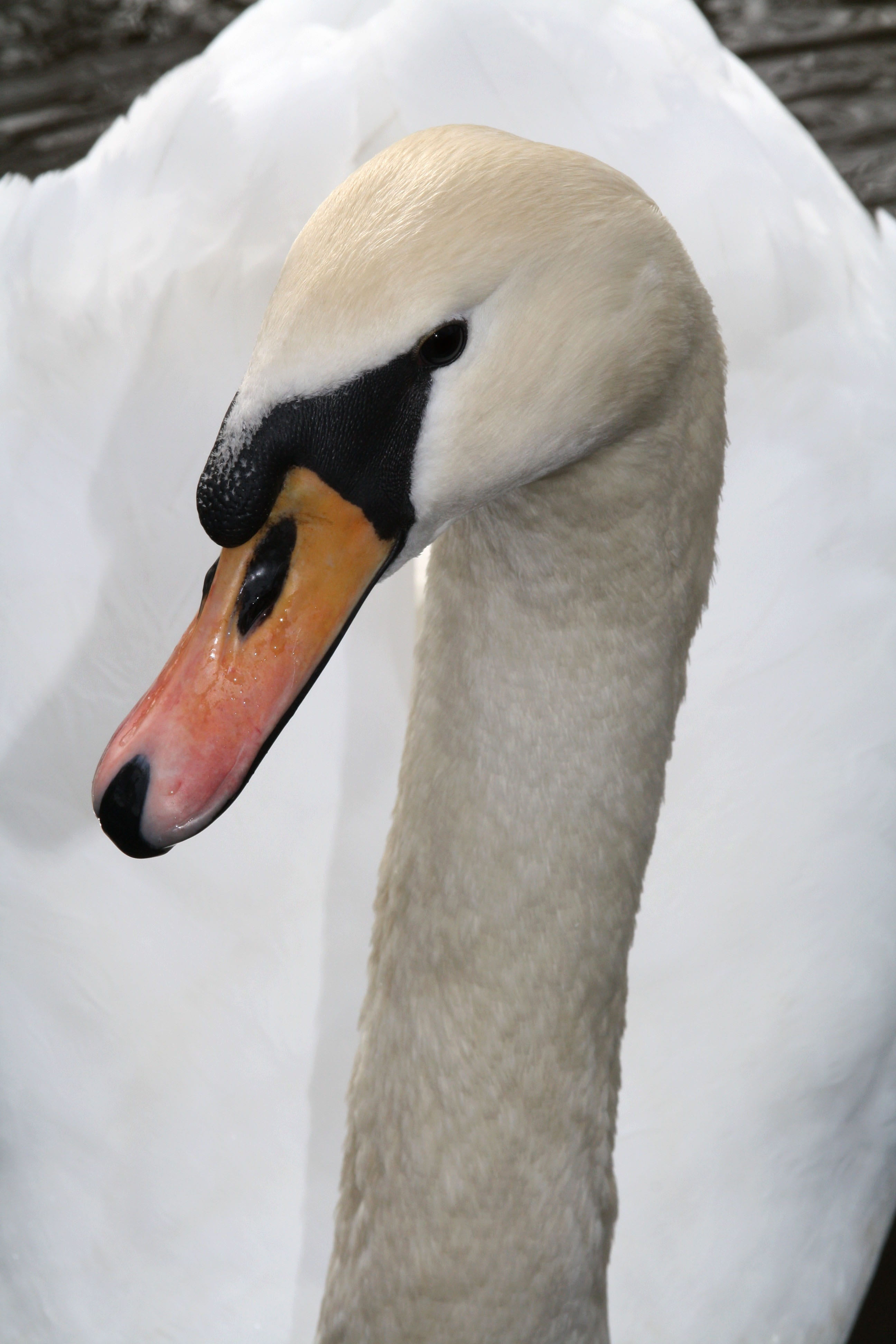 beak, water, focus on foreground, pond, day, feather, swan, white color, nature, one animal, animal body part, animal wildlife, head, mute swan, animals in the wild, Phone HD Wallpaper