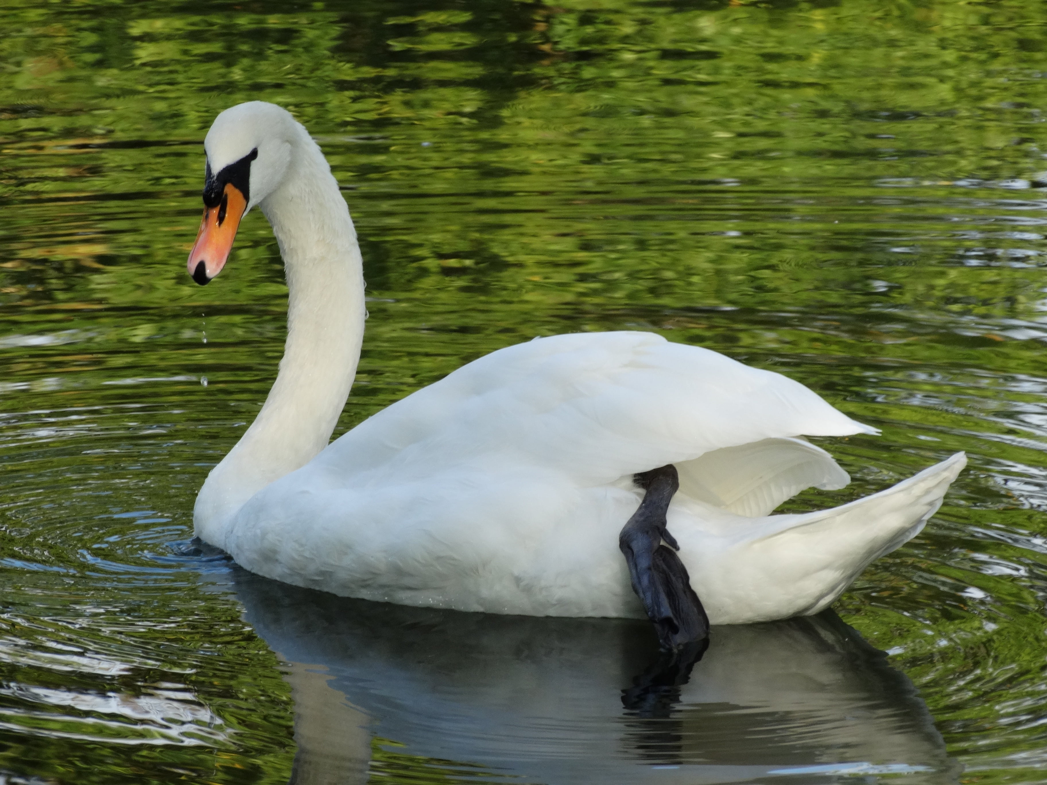 2K, one animal, cygnet, animal wildlife, animal themes, day, nature, waters, lake, reflection, no people, animal neck, beak, white color, mute swan, bird, HD Wallpaper