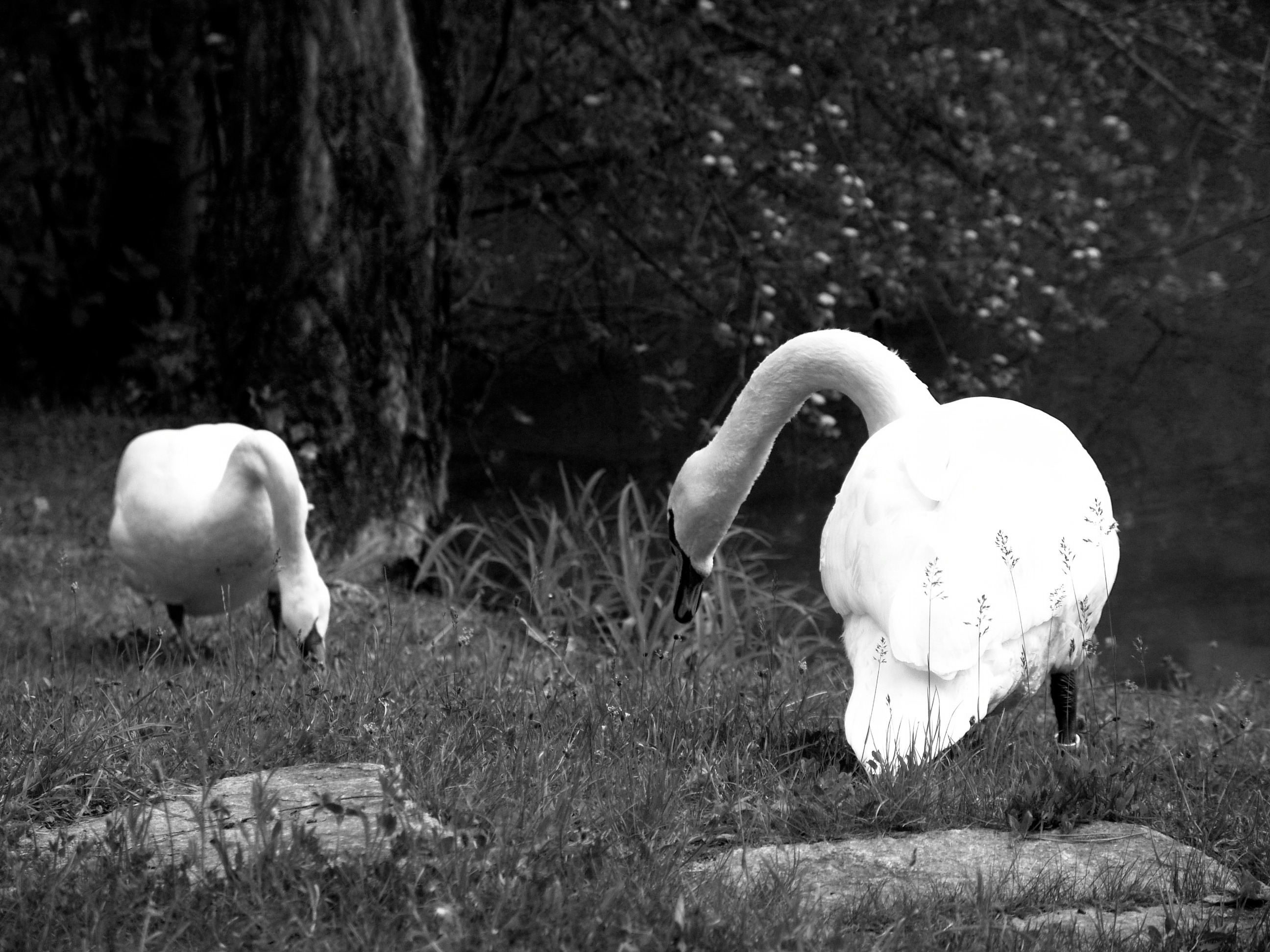 fauna, outdoors, animal wildlife, water bird, animal themes, tree, field, pets, group of animals, livestock, bird, gooseneck, no people, plant, duck bird, HD Wallpaper