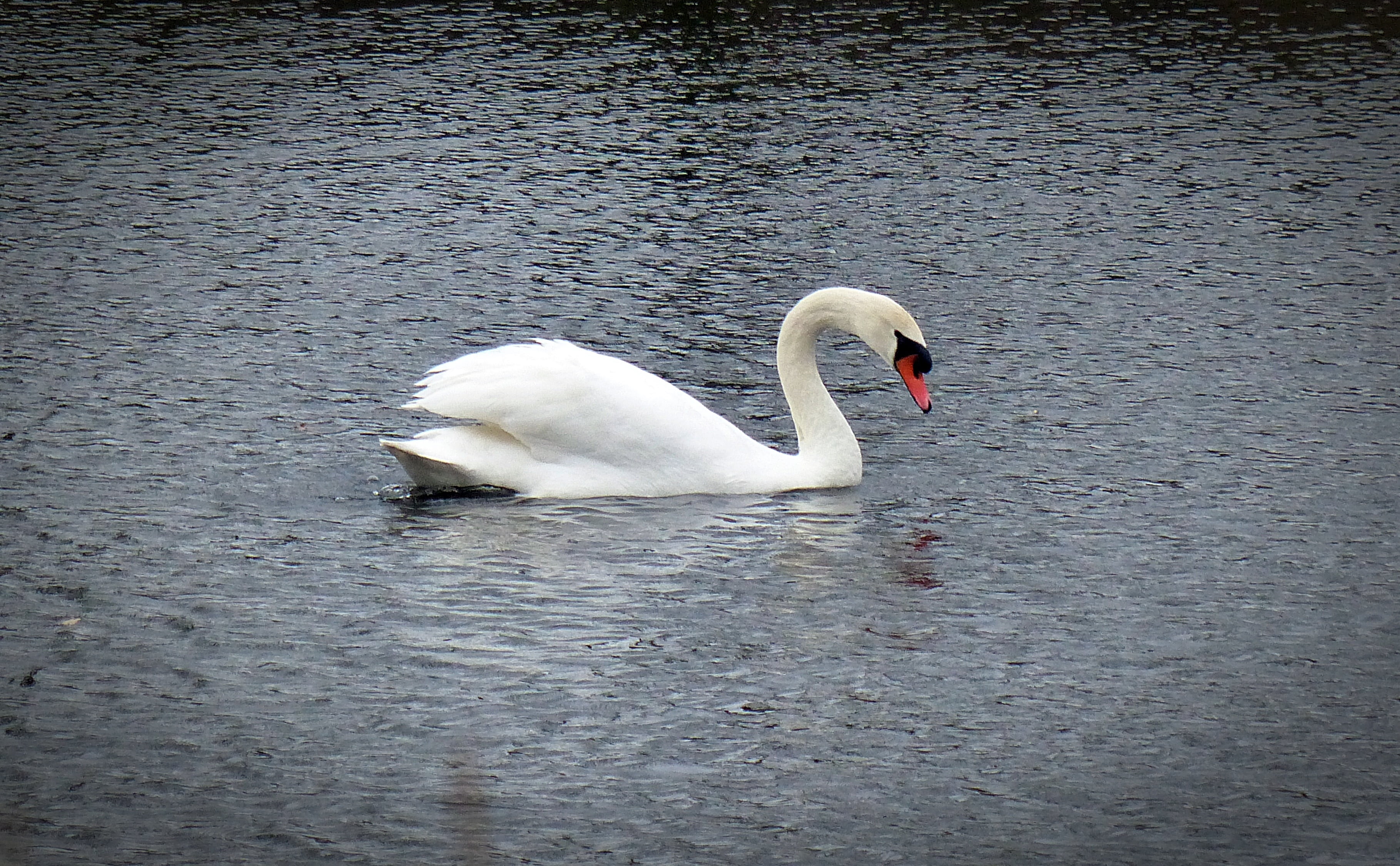 nature, mute swan, animal wildlife, white color, no people, vertebrate, white, swimming, animal neck, fauna, 2K, bird, animals in the wild, animal, water bird, HD Wallpaper
