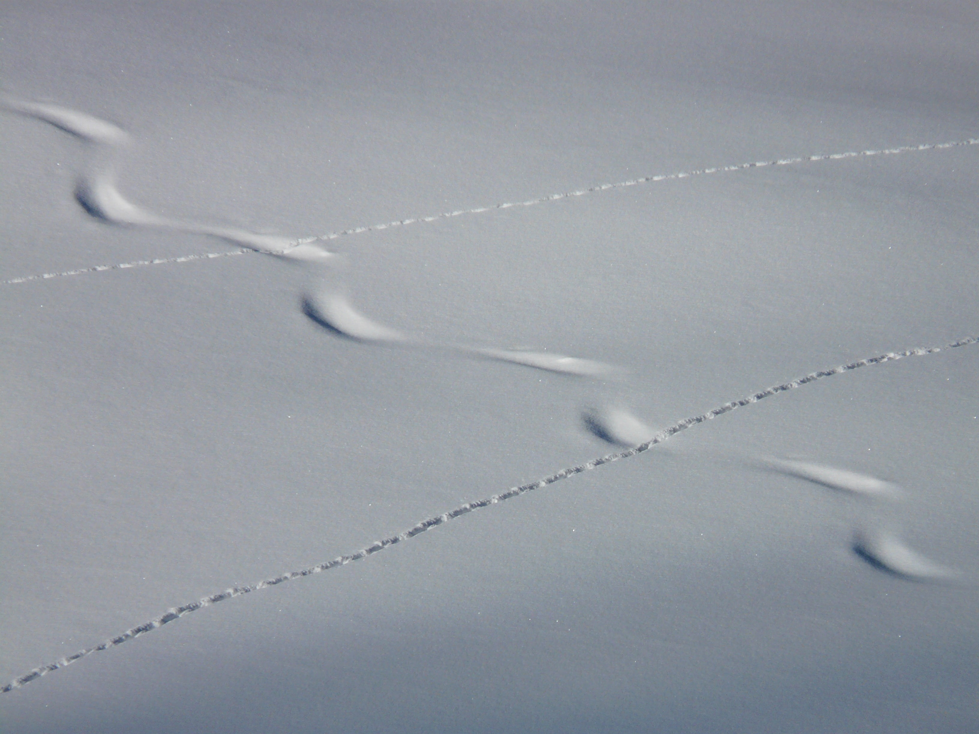 white color, trace, departure, snow, wag, winter sport, powder snow, outdoors, cold temperature, animal track, snowy, nature, scenics - nature, environment, HD Wallpaper