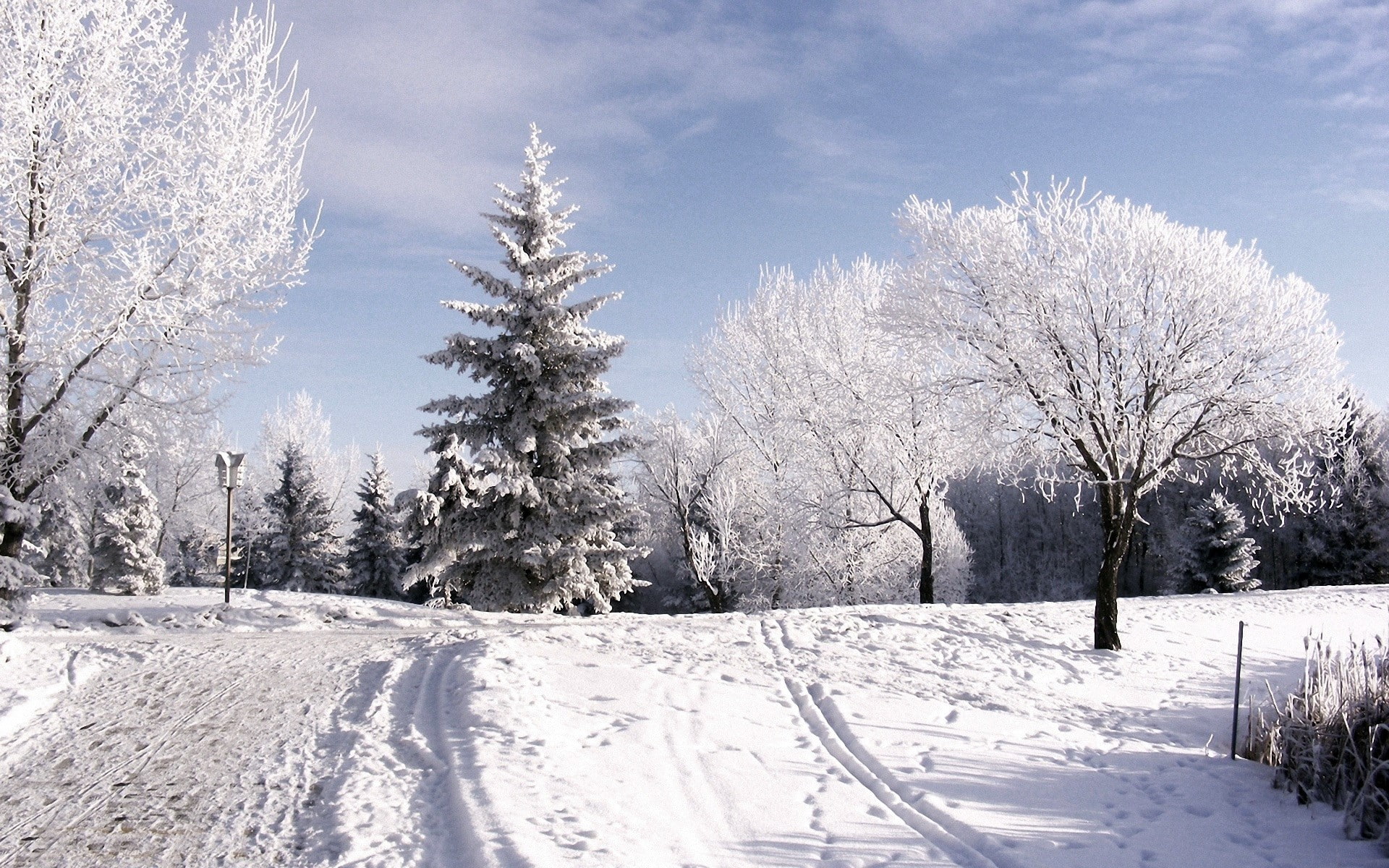 Trees, no people, plant, pine tree, Hoarfrost, nature, Lifting, Winter, Clouds, outdoors, snowcapped mountain, Ski track, Sky, beauty in nature, day, landscape, HD Wallpaper