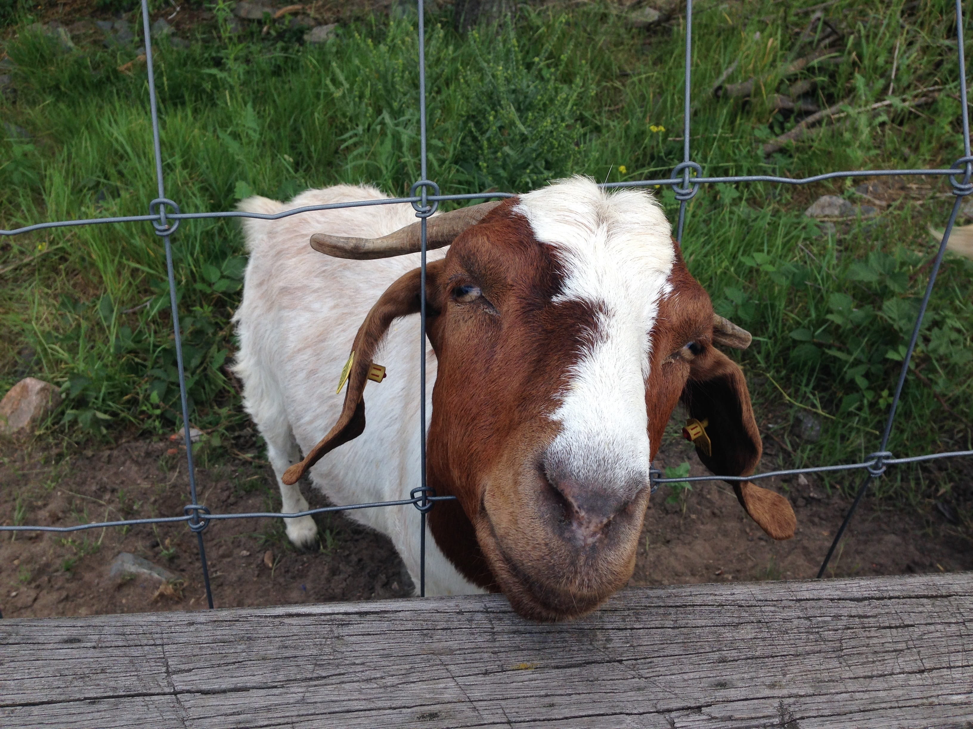 goat, no people, herbivorous, pets, stupid bitch, animal head, cattle, prima donna, goat buck, snout, looking at camera, one animal, day, animal themes, HD Wallpaper