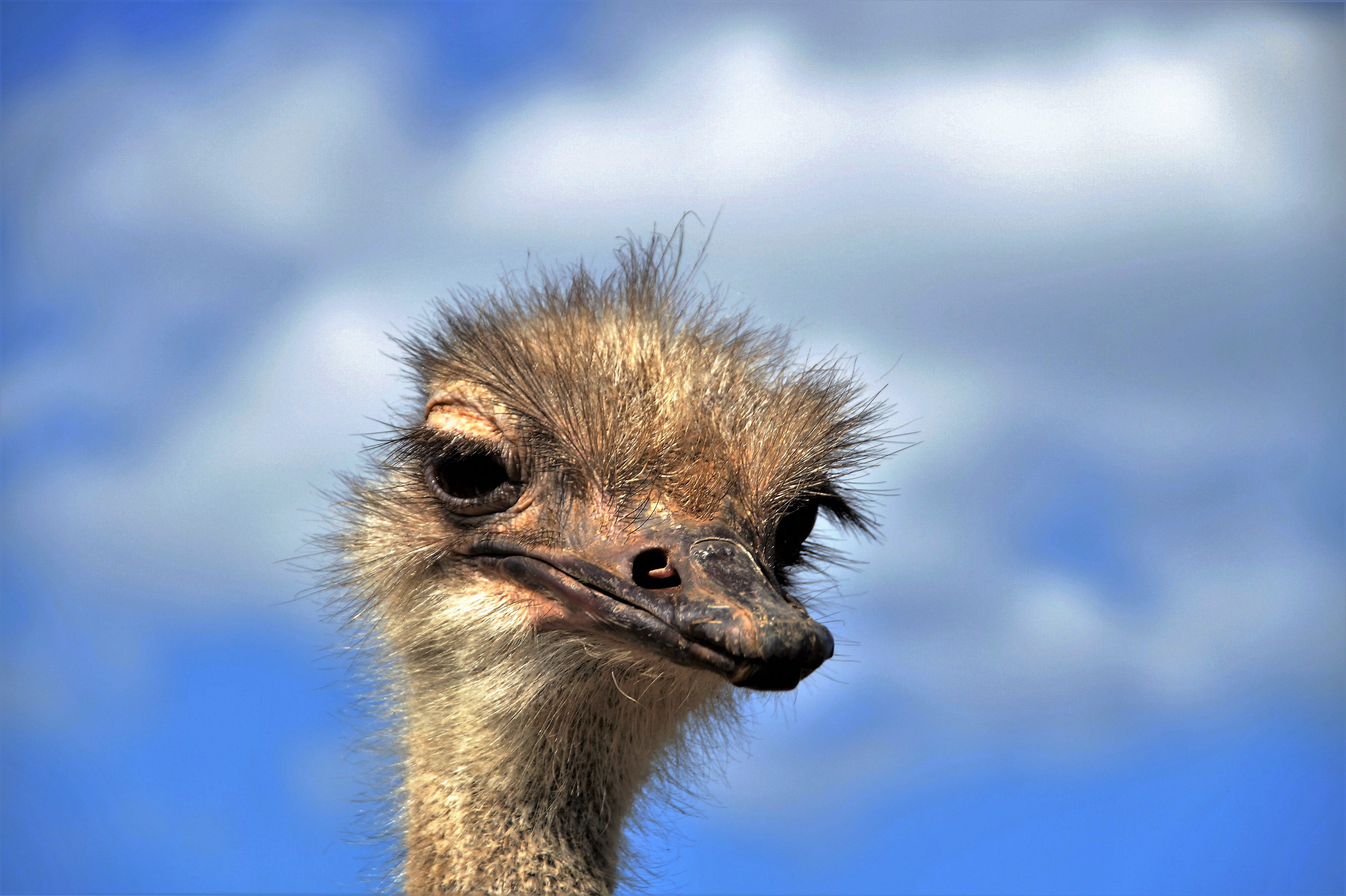 vertebrate, bird, animal neck, 5K, mouth open, nature, ostrich, the ostrich, sky, focus on foreground, beak, animal themes, view, animal body part, no people, HD Wallpaper