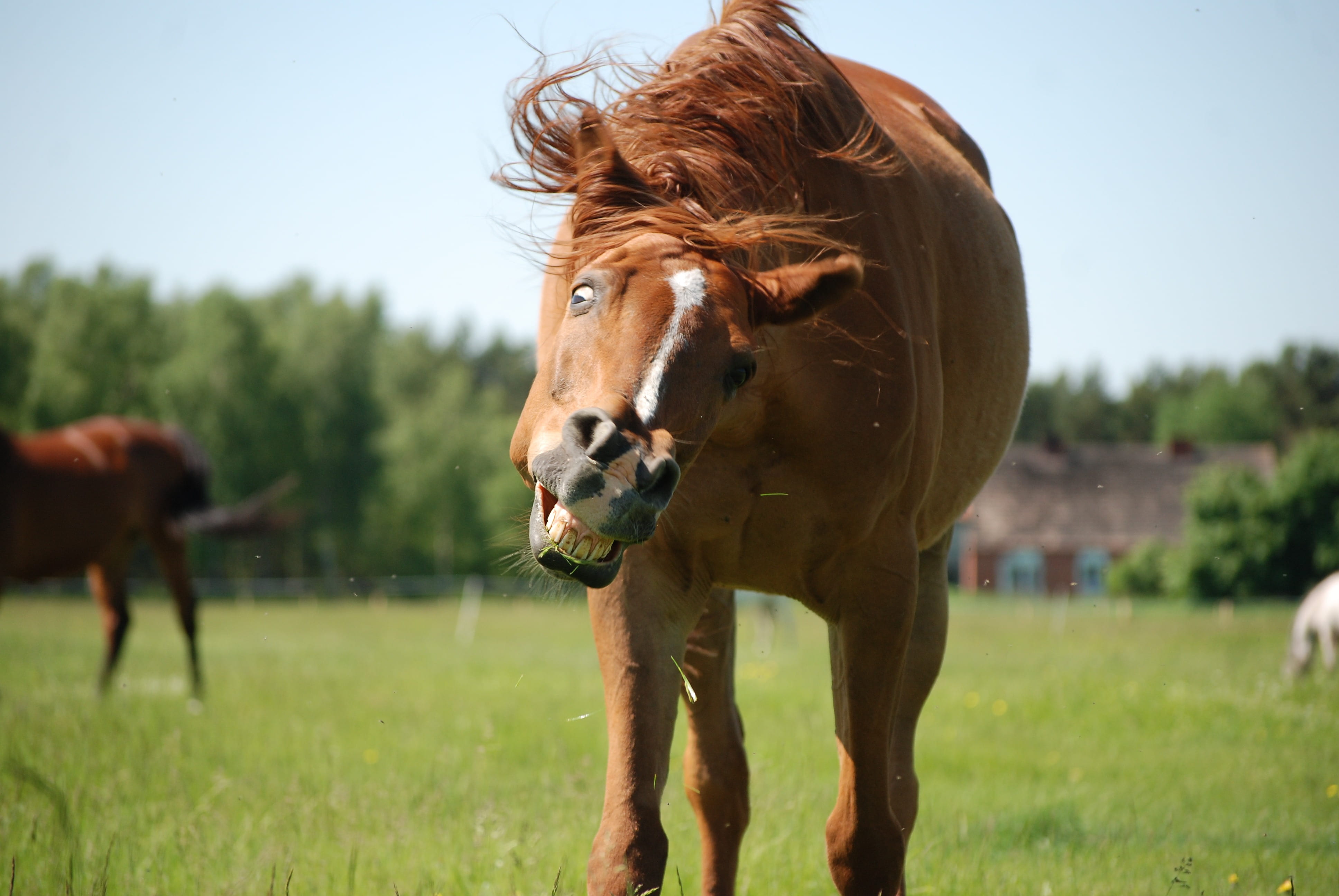 the head of a horse, grass, catwalk, white, vertebrate, animal themes, day, no people, animal, mammal, animal wildlife, 4K, livestock, green color, nature, HD Wallpaper