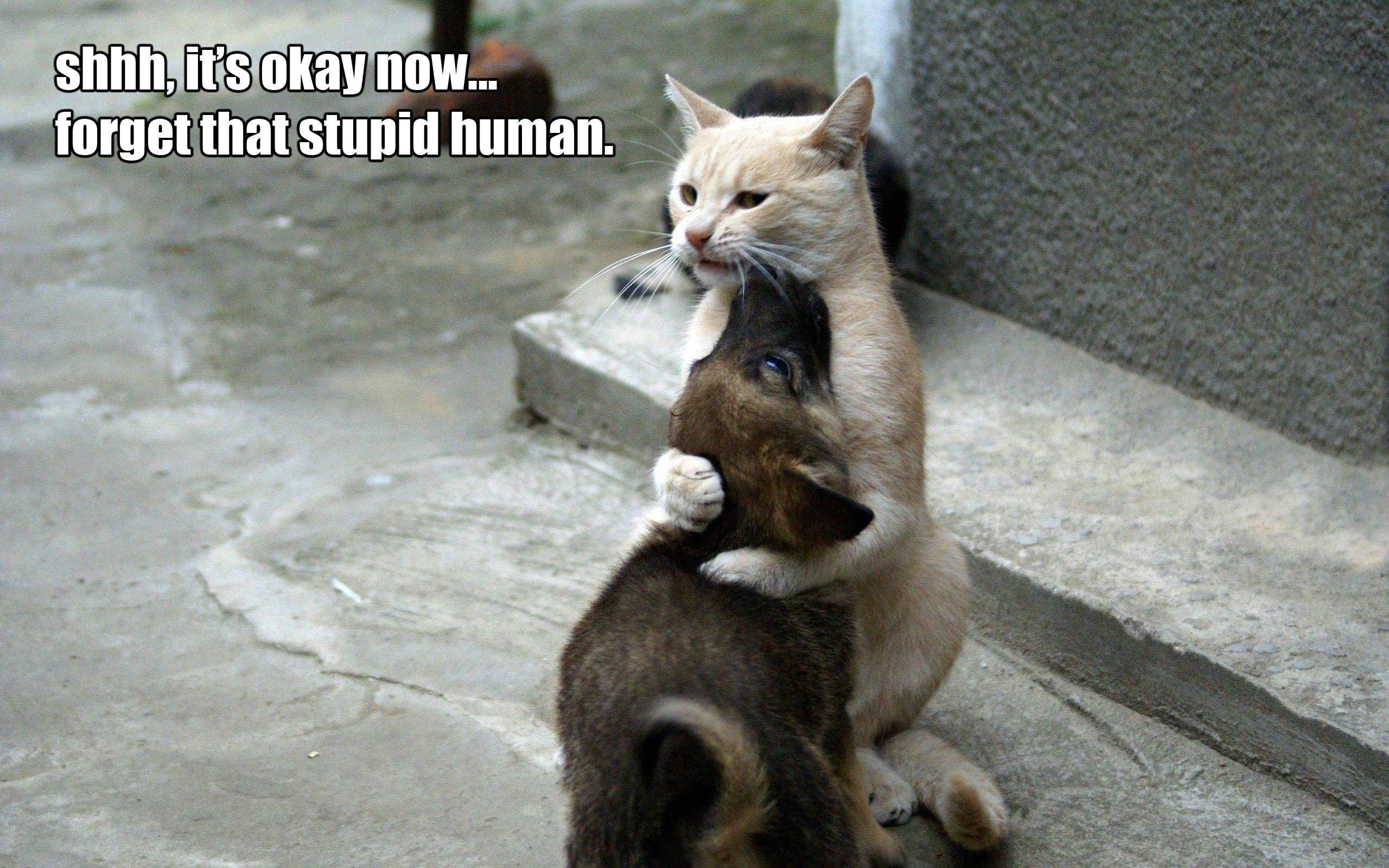 stupid, funny, sadic, 2K, humor, HD Wallpaper