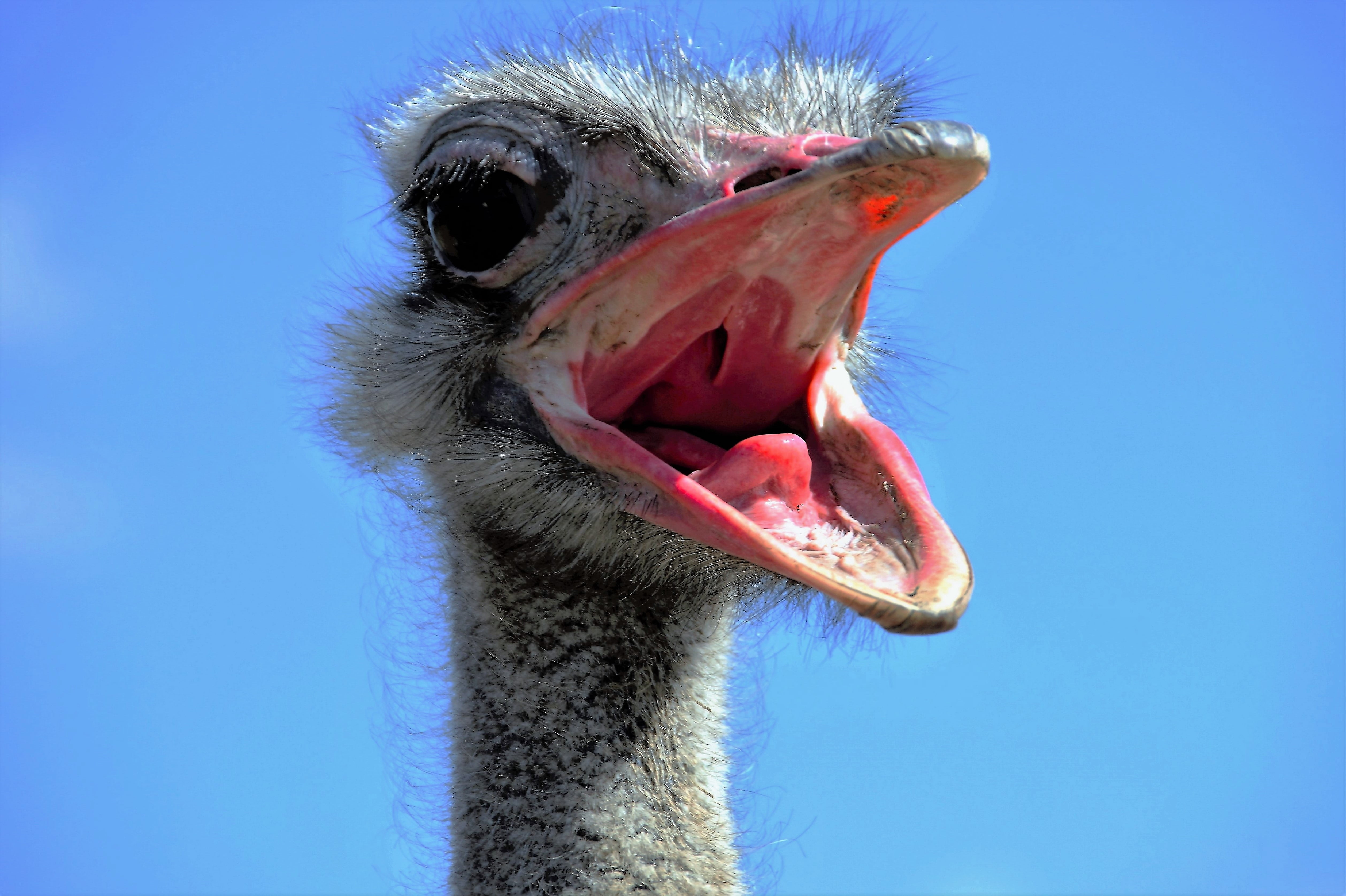 ostrich head, portrait, blue background, calls, stupid, the ostrich, animal eye, close, mouth open, vertebrate, no people, animal wildlife, the opened beak, HD Wallpaper