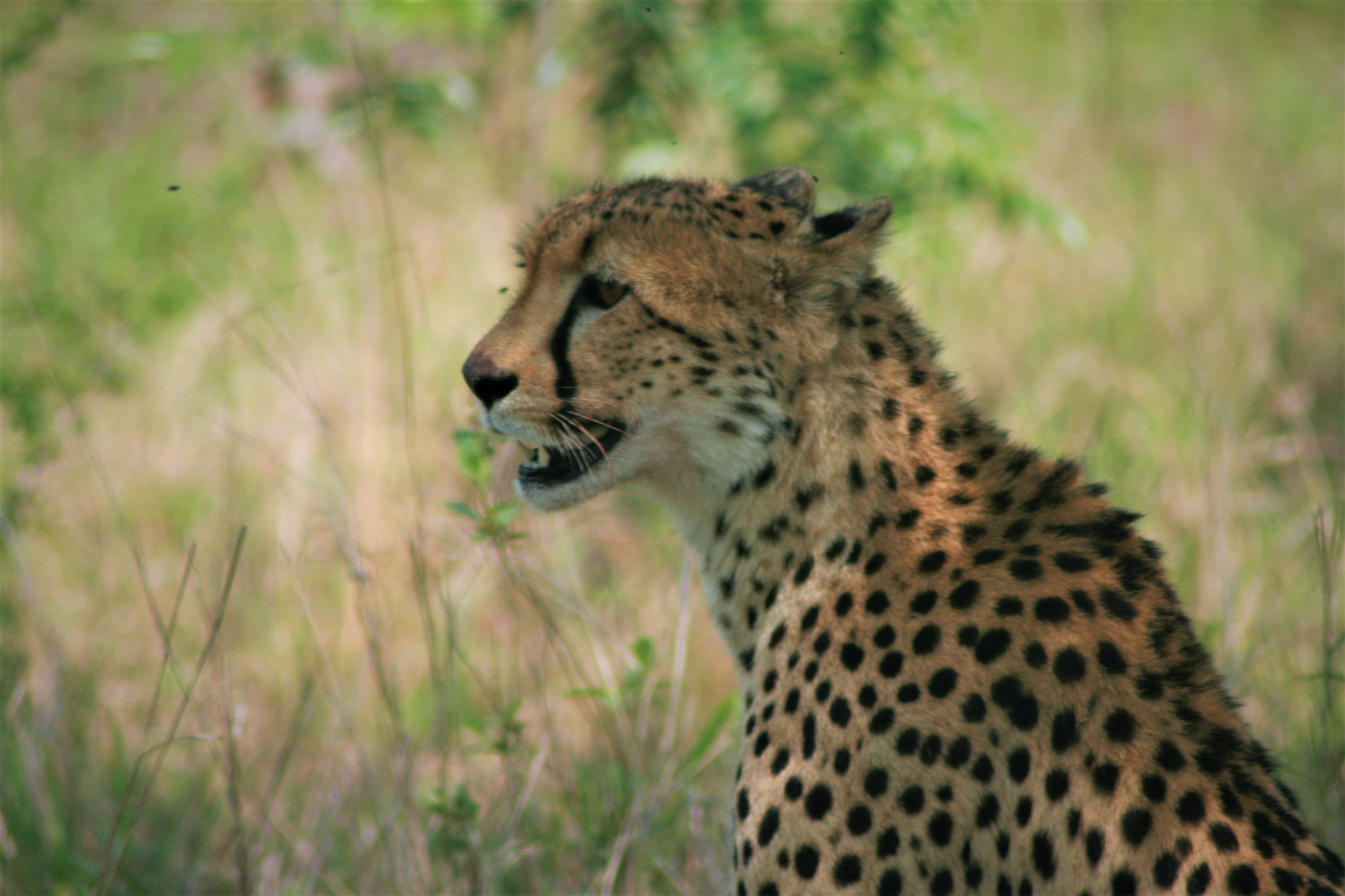 animal head, safari, day, no people, animals in the wild, one animal, animal themes, cheetah, land, sitting, outdoors, hyena, nature, leopard, big cat, HD Wallpaper