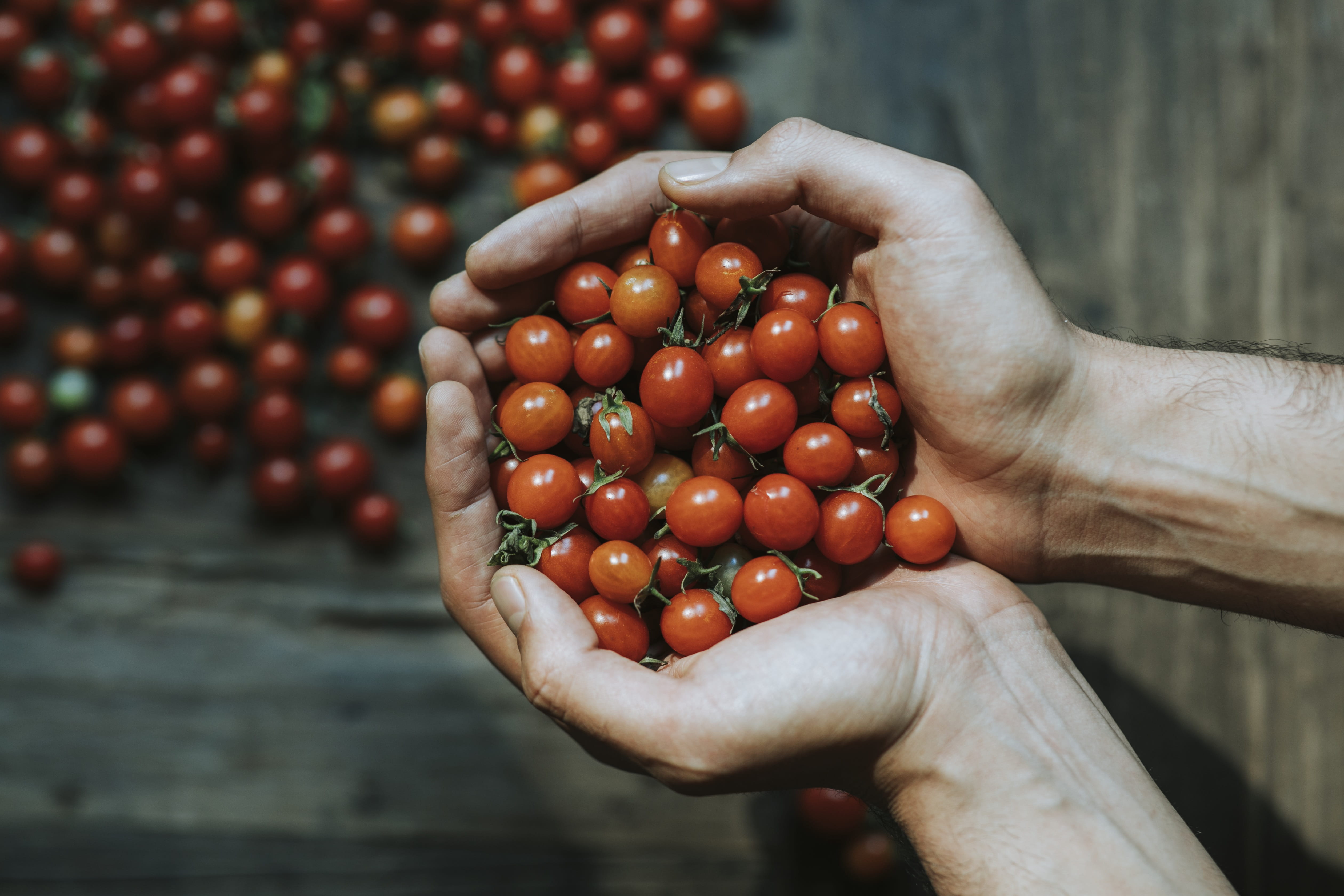 food and drink, holding, one person, cupping, farm, flatlay, wellbeing, cooking, healthy, harvest, hands, background, closeup, food photography, fresh, HD Wallpaper