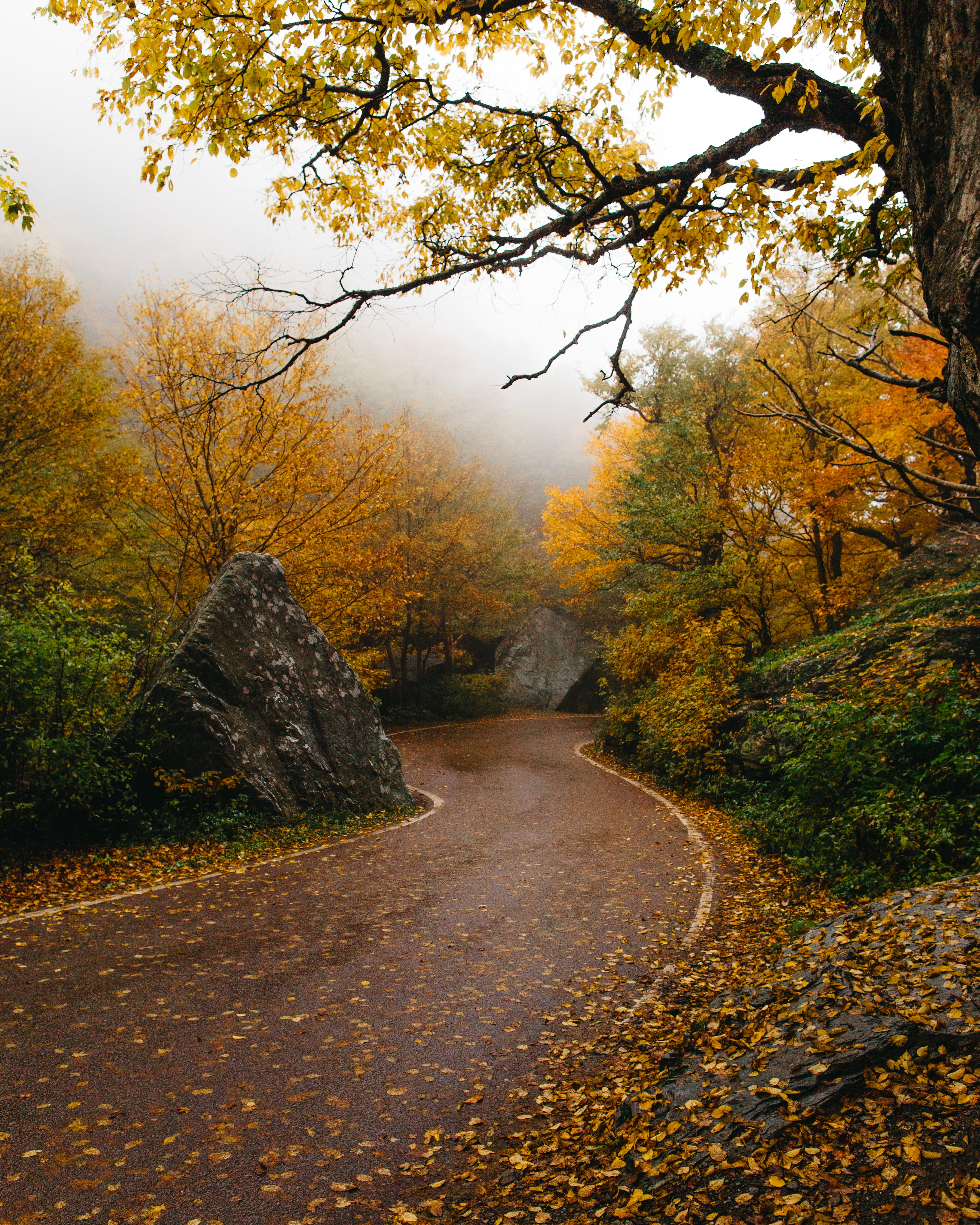 4K, windy road, color Image, rural Scene, gold Colored, vibrant Color, maple Tree, outdoors, october, folk, red, surrounded, fog, single Lane Road, sunlight, Phone HD Wallpaper