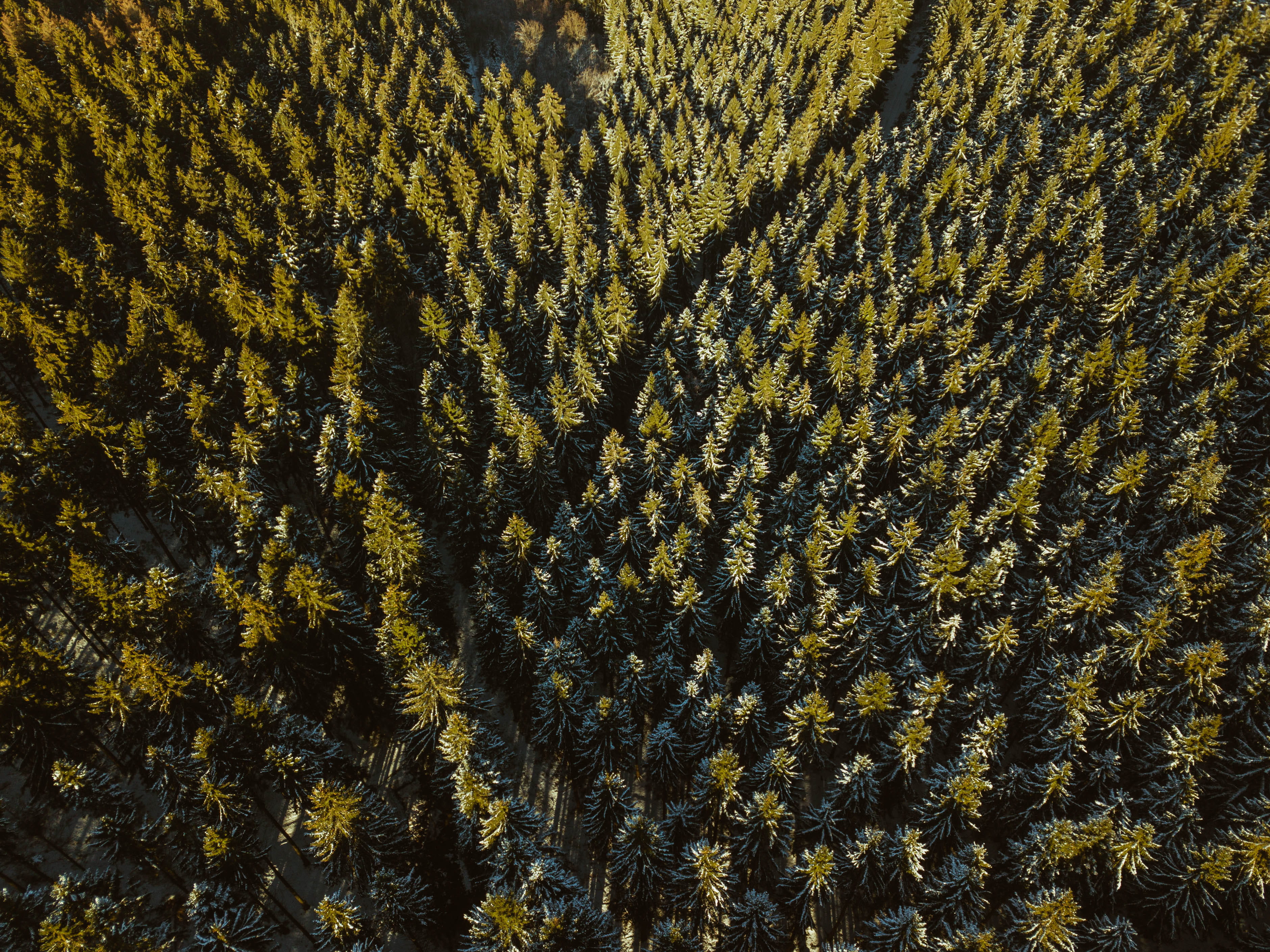 scenics - nature, conifer, beauty in nature, moody, hd, full frame, drone, fir, 2K, outdoors, cool backgrounds, tranquil scene, dji, spruce, HD Wallpaper