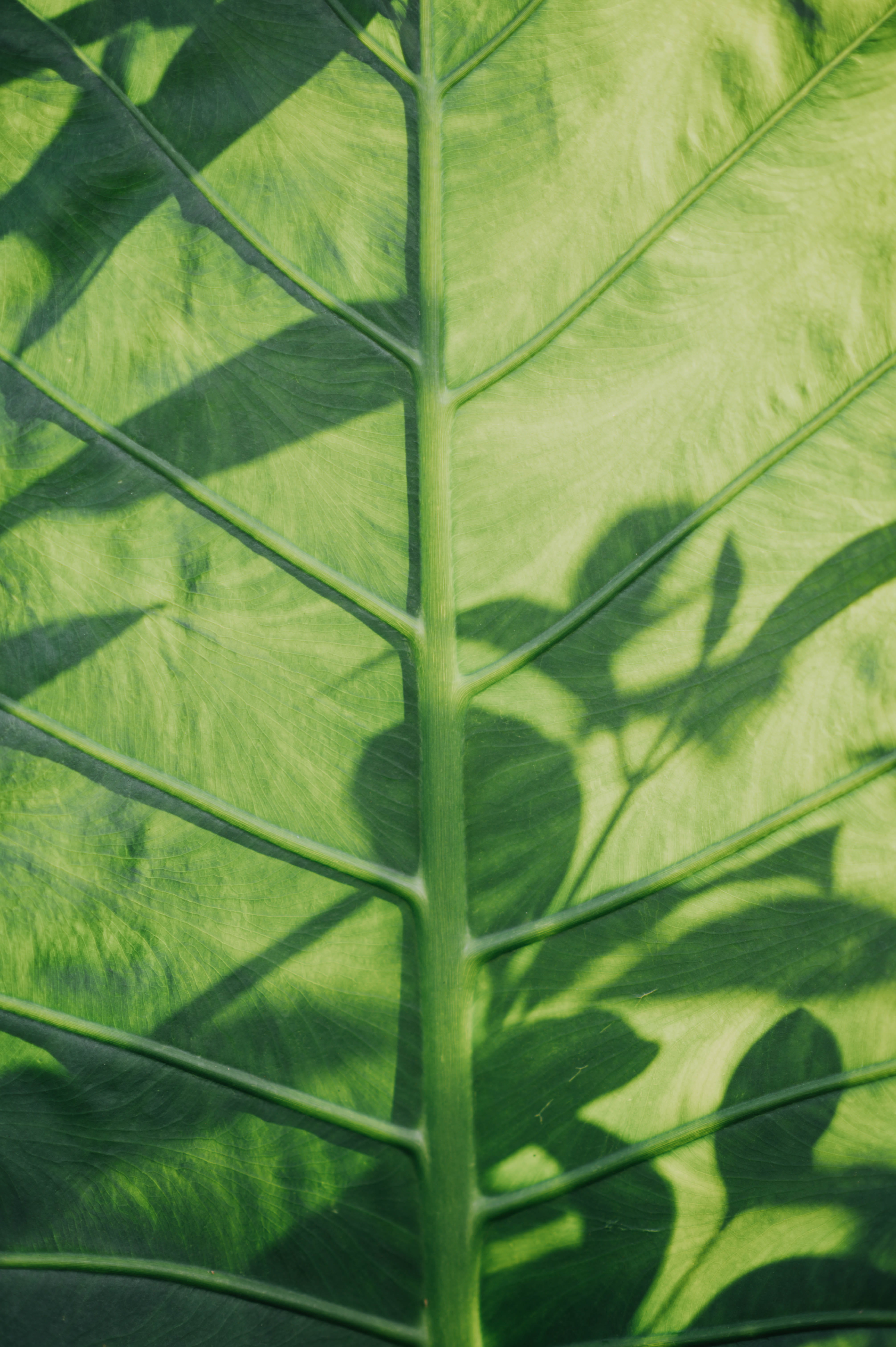 outdoors, leaf, backgrounds, 5K, araceae, leaf vein, hd, green color, zipper, environment, esculenta, textured, cool backgrounds, anthurium, Phone HD Wallpaper