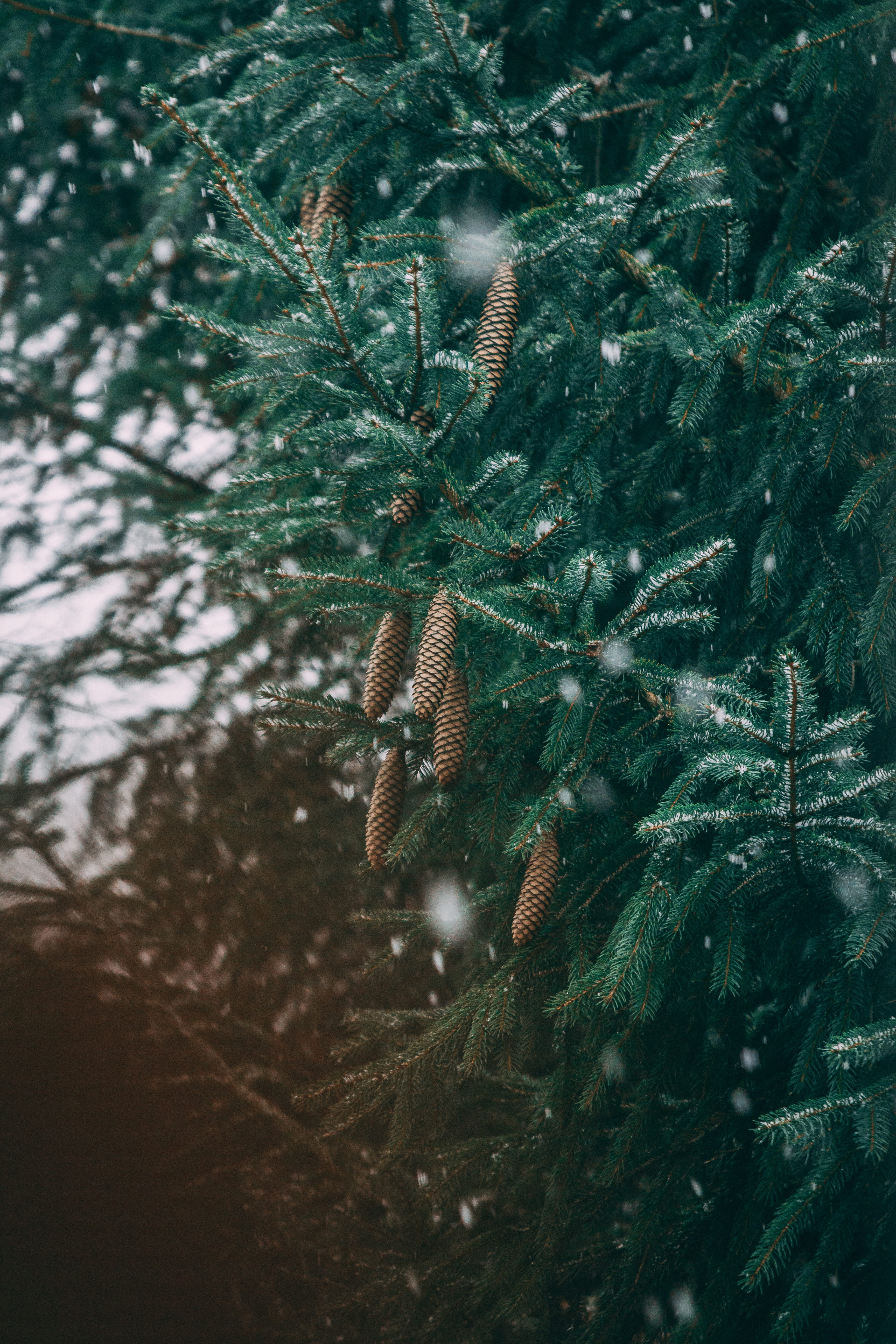green, close-up, leafed, fish, pine tree, plant part, snow, pine cone, abies, pinaceae, no people, needle - plant part, coniferous tree, spruce, cool backgrounds, Phone HD Wallpaper