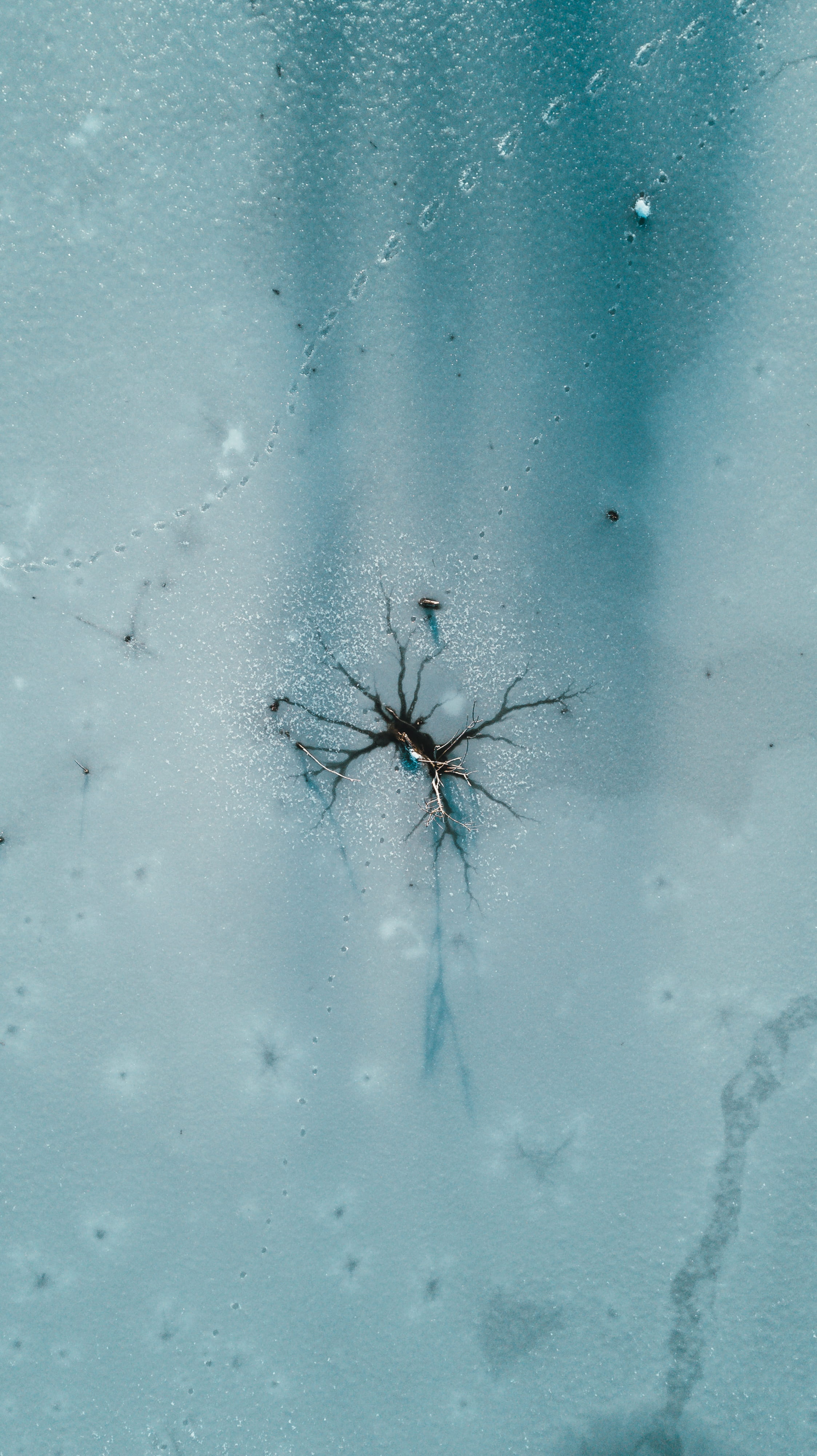 cool backgrounds, 4K, arachnid, outdoors, water, animal themes, one animal, fragility, computer backgrounds, day, backgrounds, winter, arthropod, tree, Phone HD Wallpaper