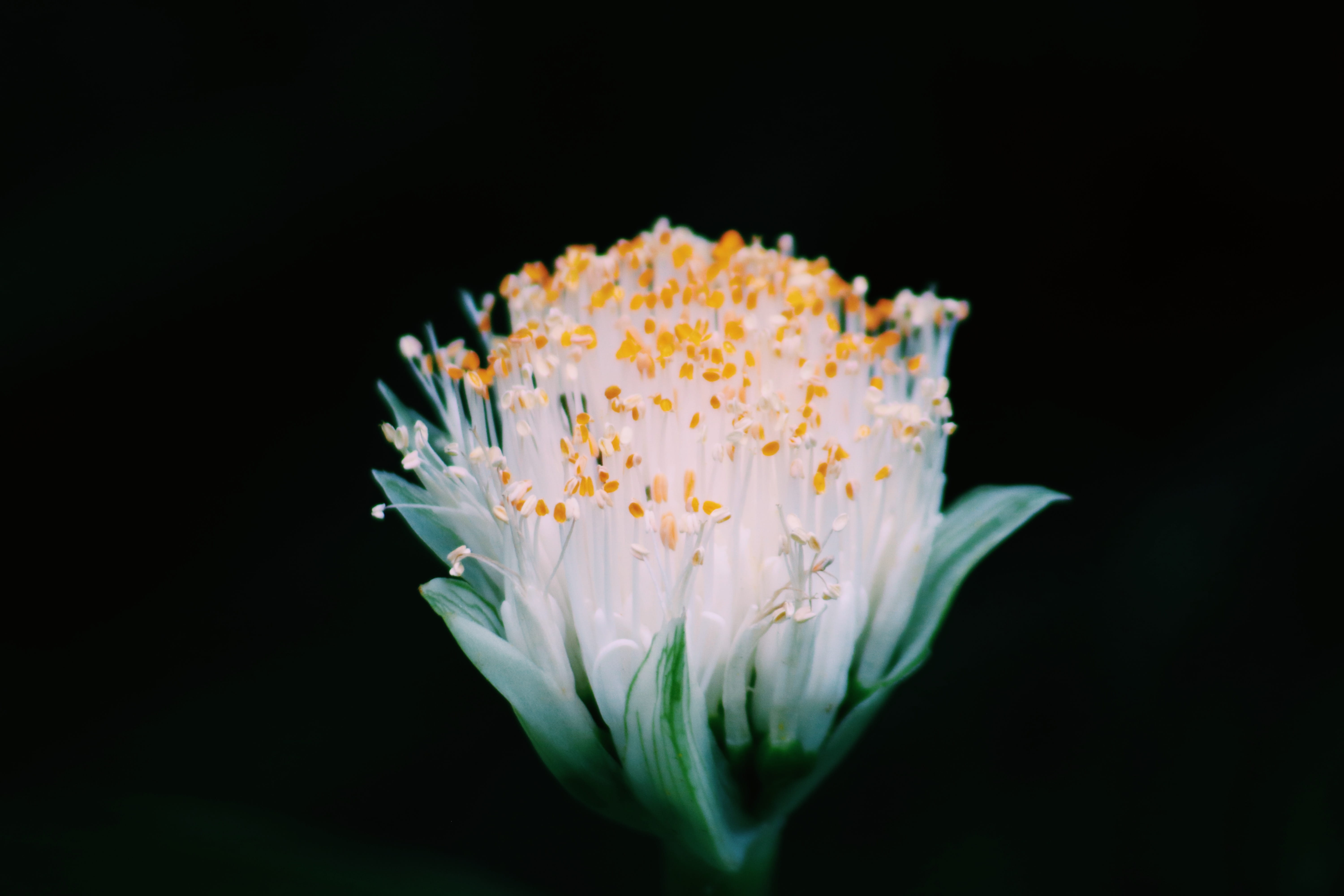 backgrounds, indoors, hornet, blossom, white, white color, inflorescence, flower, anther, hd, pollen, beauty in nature, flower head, computer backgrounds, HD Wallpaper