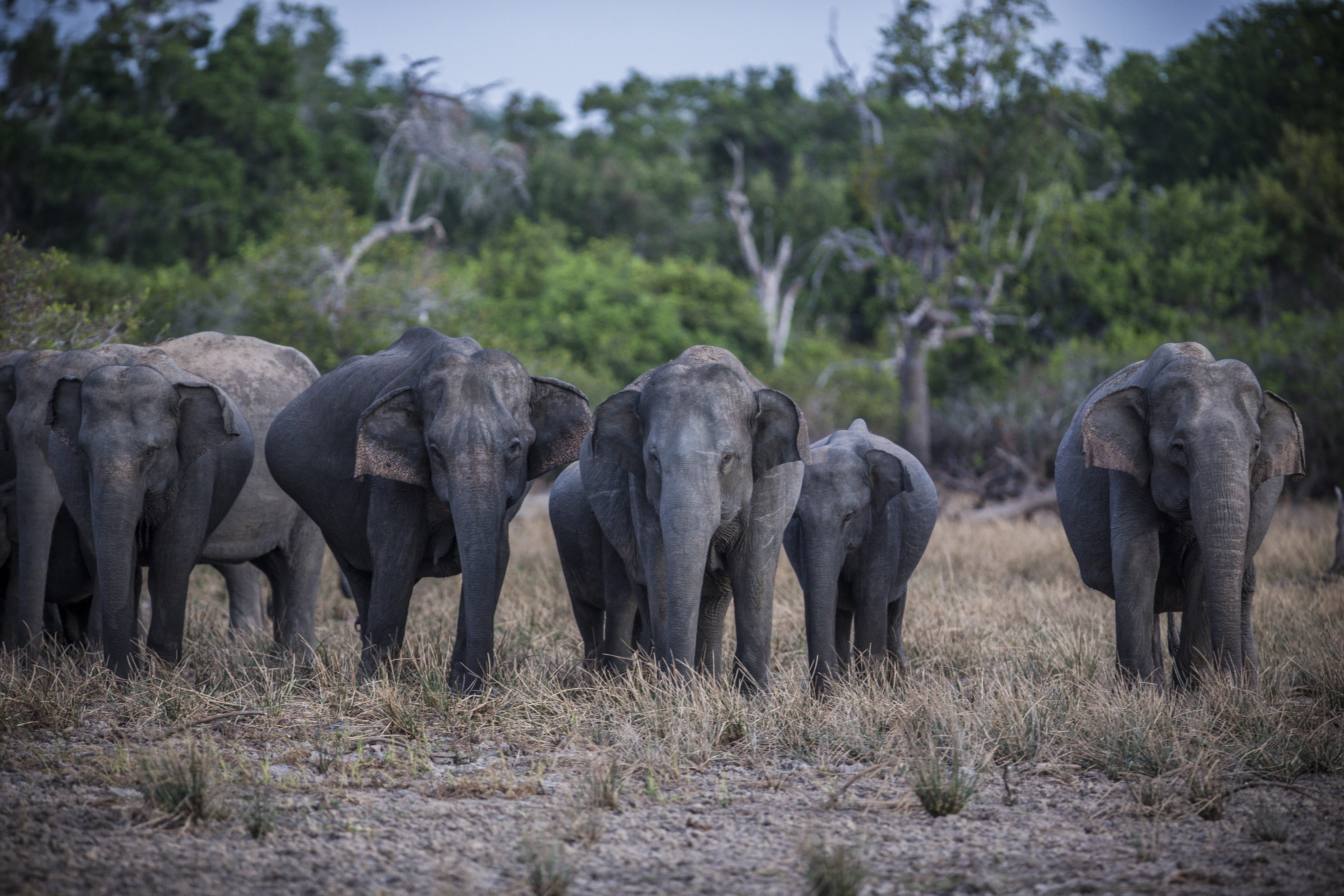 tree, animal wildlife, green, hd backgrounds, animal themes, elephants, 5K, savanna, animals in the wild, wilderness, hd, mammal, field, no people, HD Wallpaper